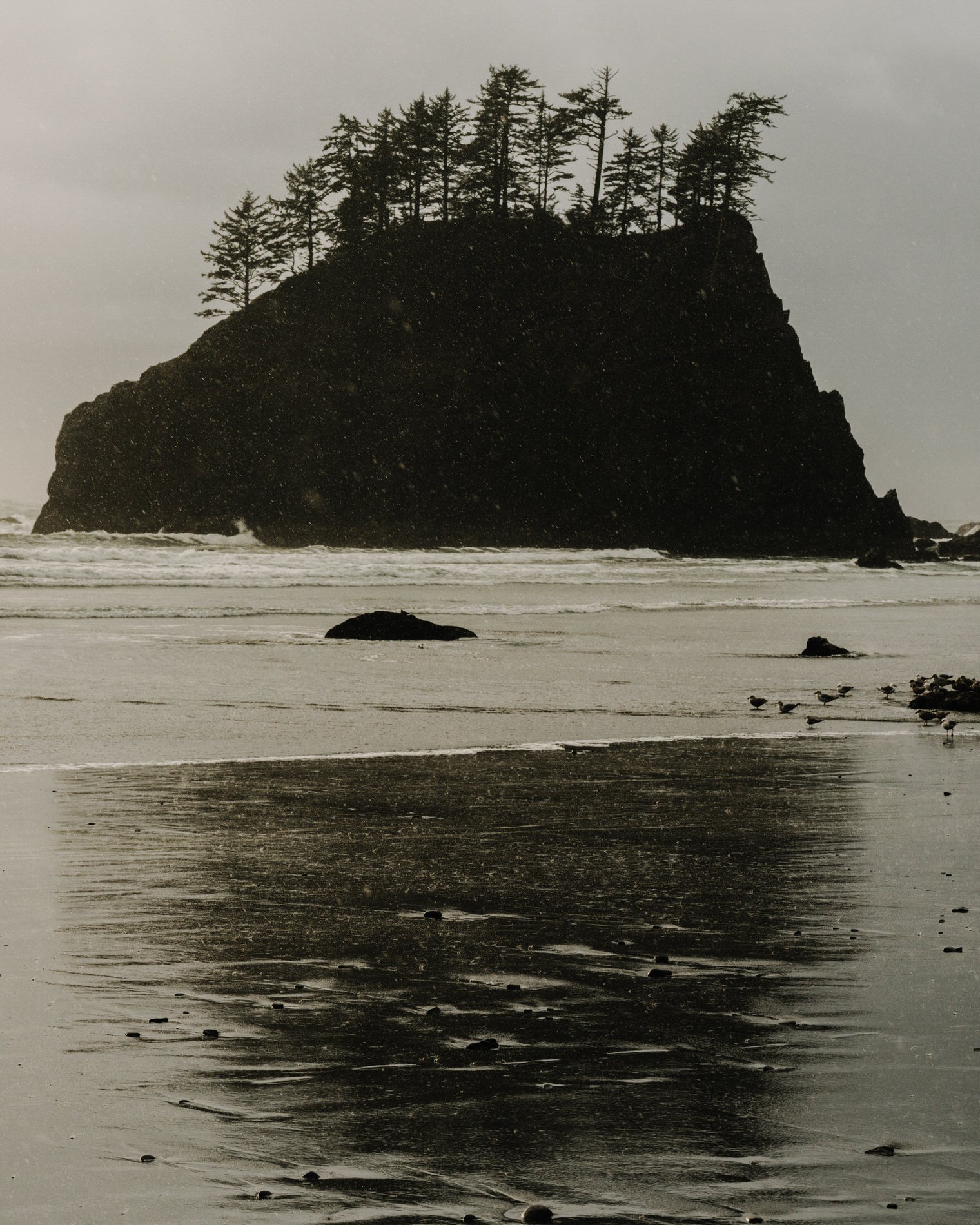 Olympic NP_SE_Alltrails032025HR-165.jpg