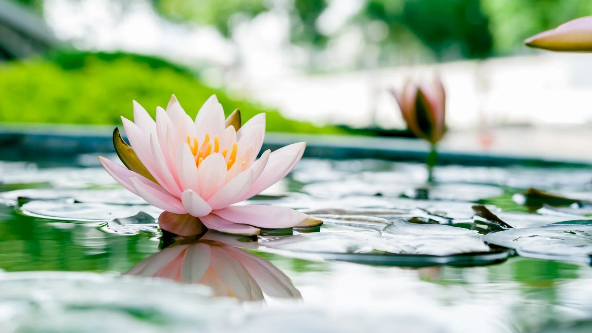 A pink water lily with yellow stamens floating on a pond with green lily pads, with a blurred green background.