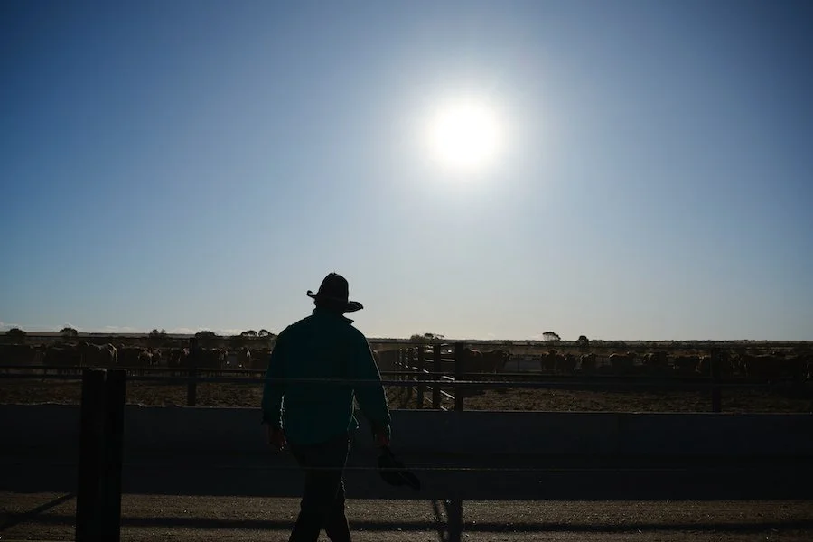 wagyu beef farm Western Australia 