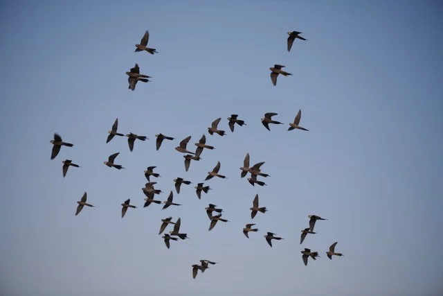 pilbera Western Australia 