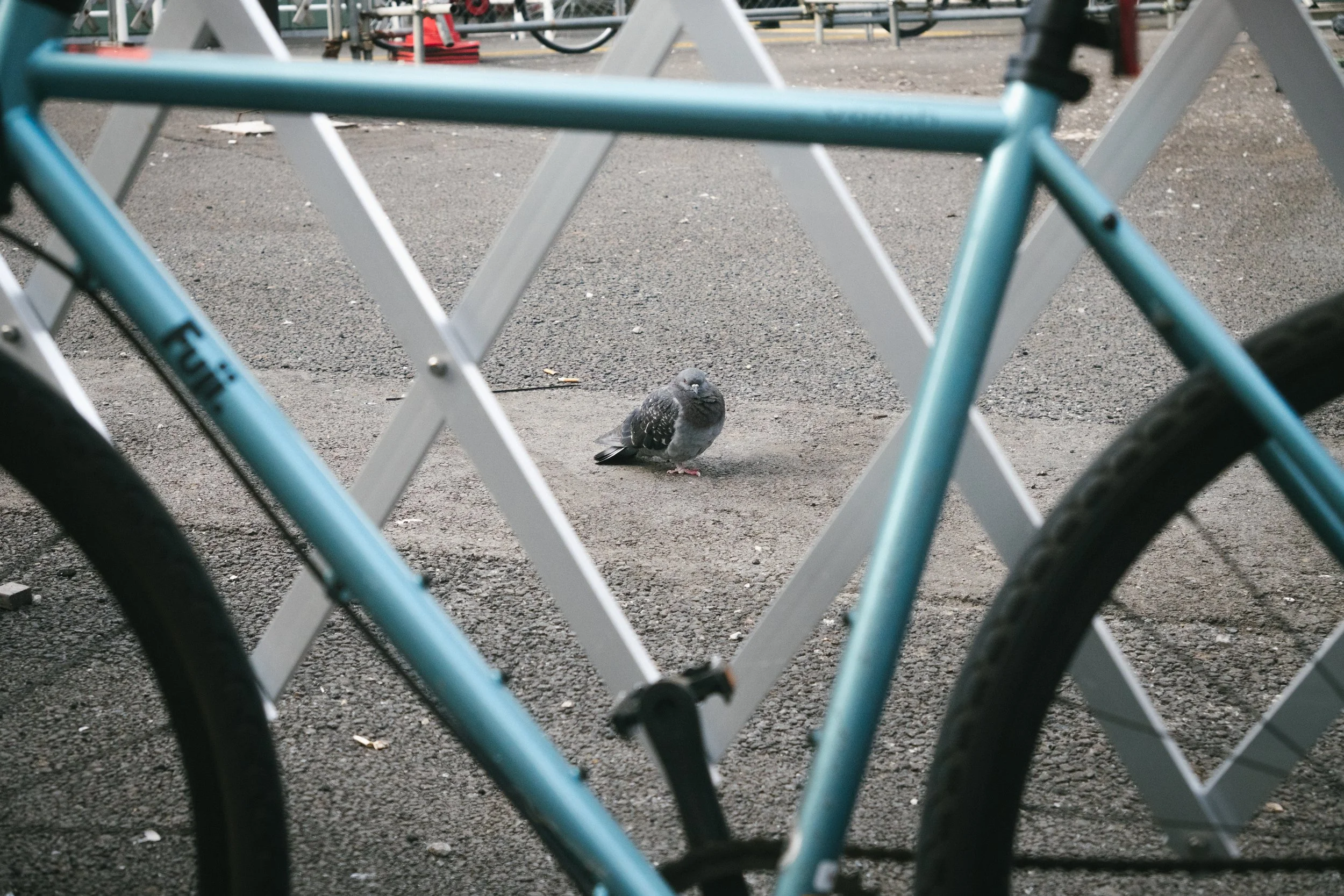 Running With Pigeons