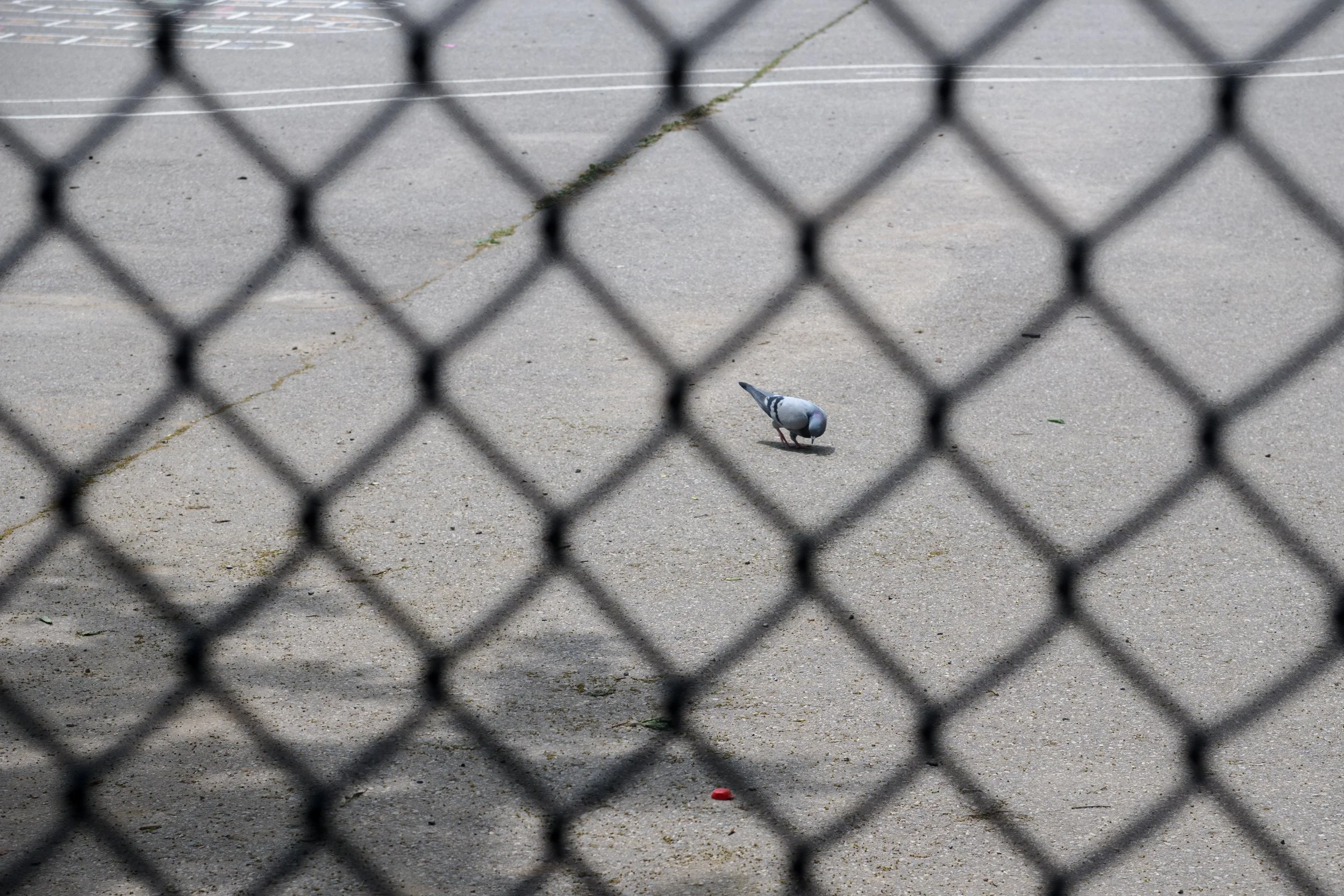 runningwithpigeons4.jpg