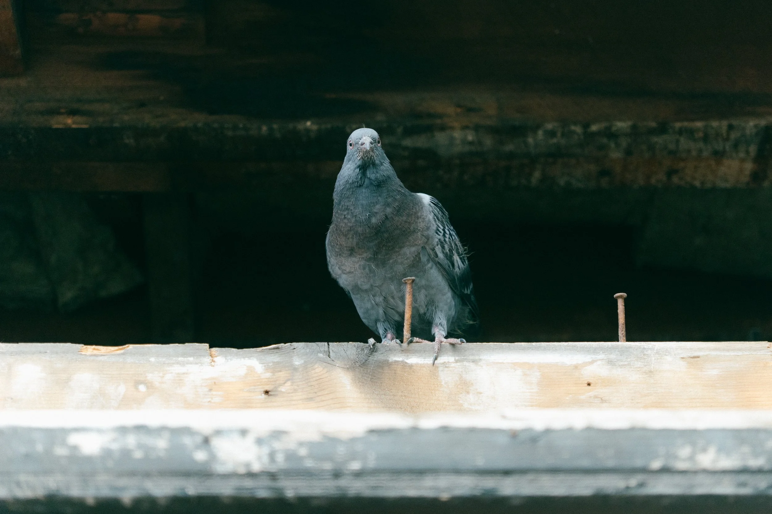 runningwithpigeons7.jpg
