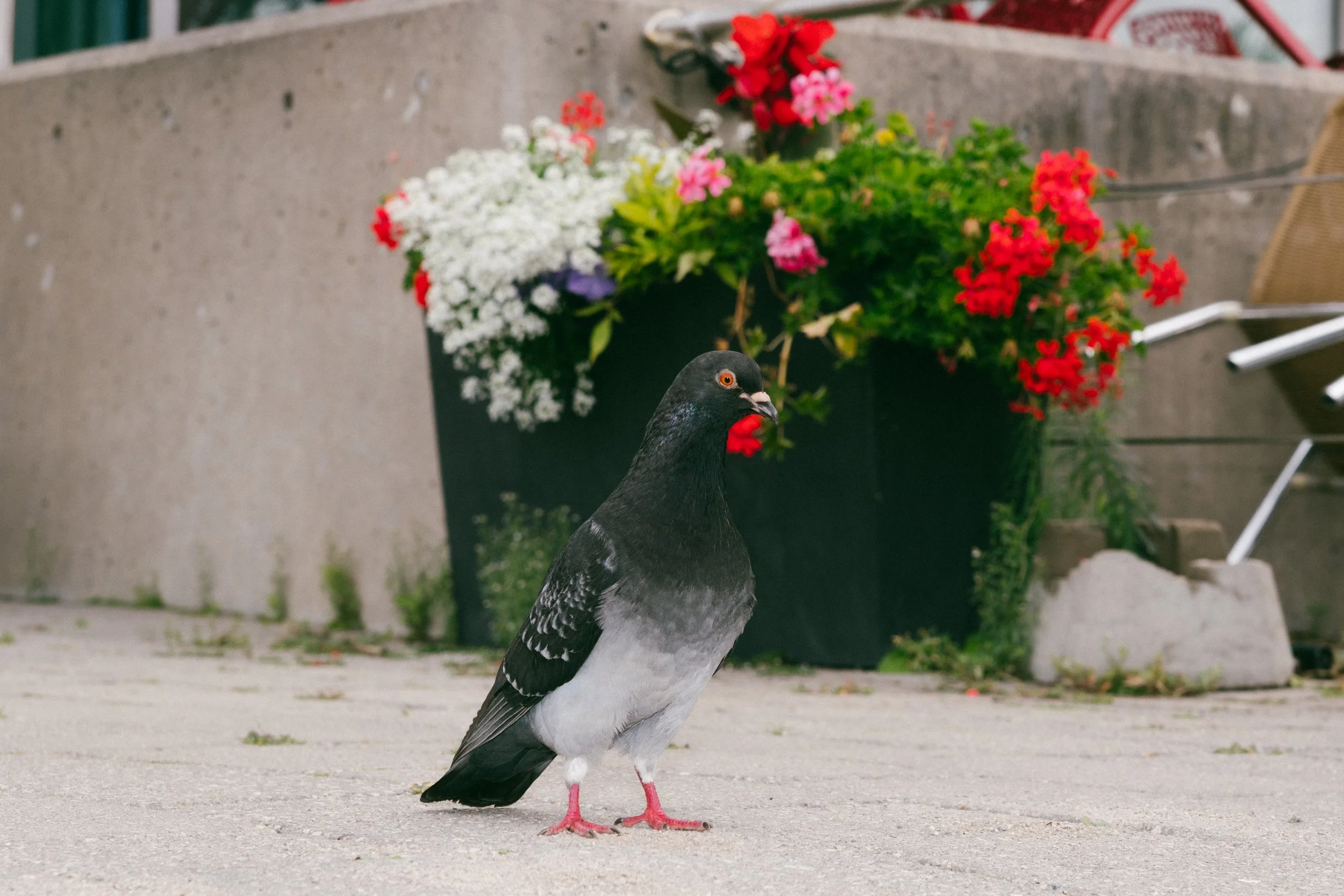 runningwithpigeons4-4.jpg