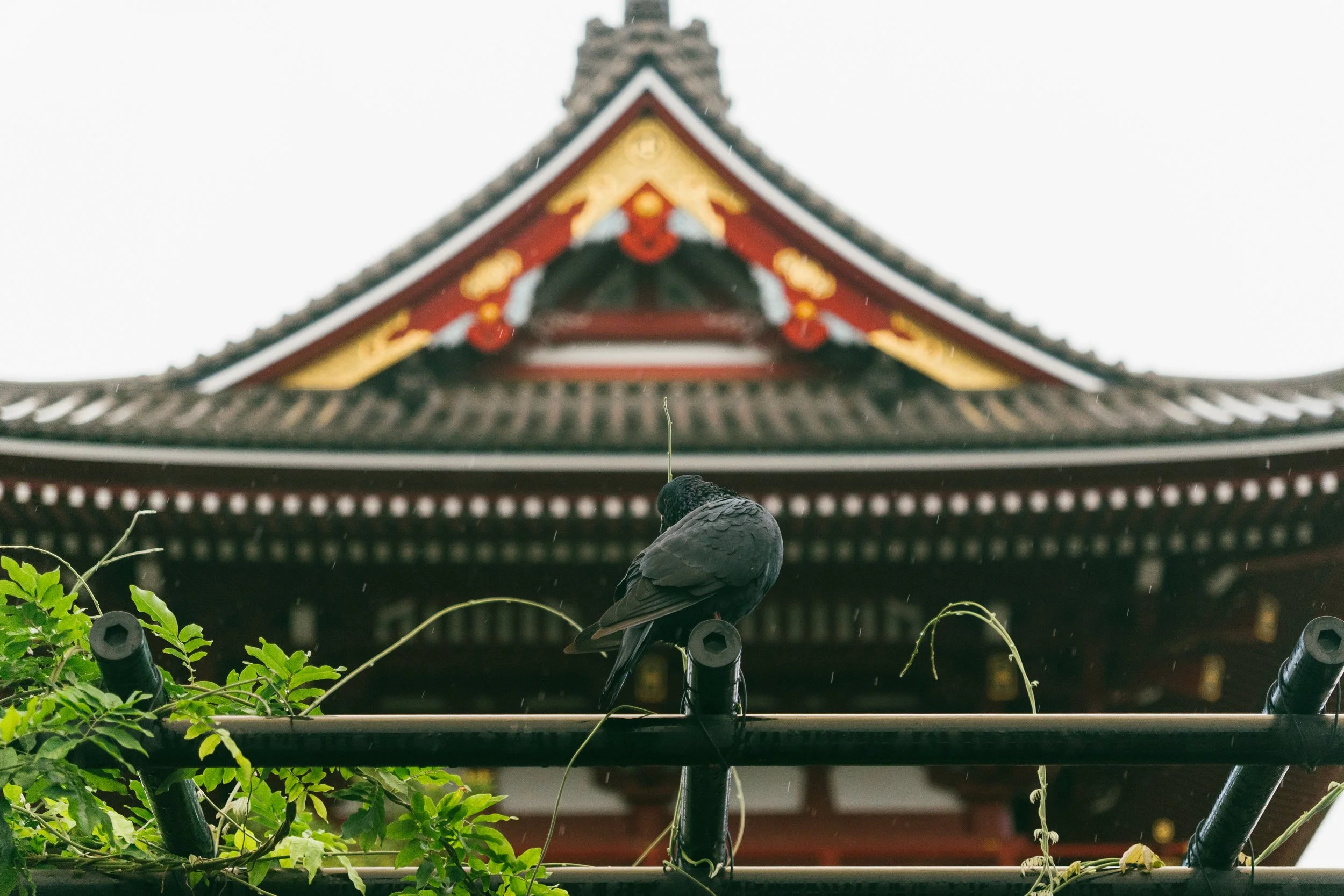 Runningwithpigeons-17.jpg