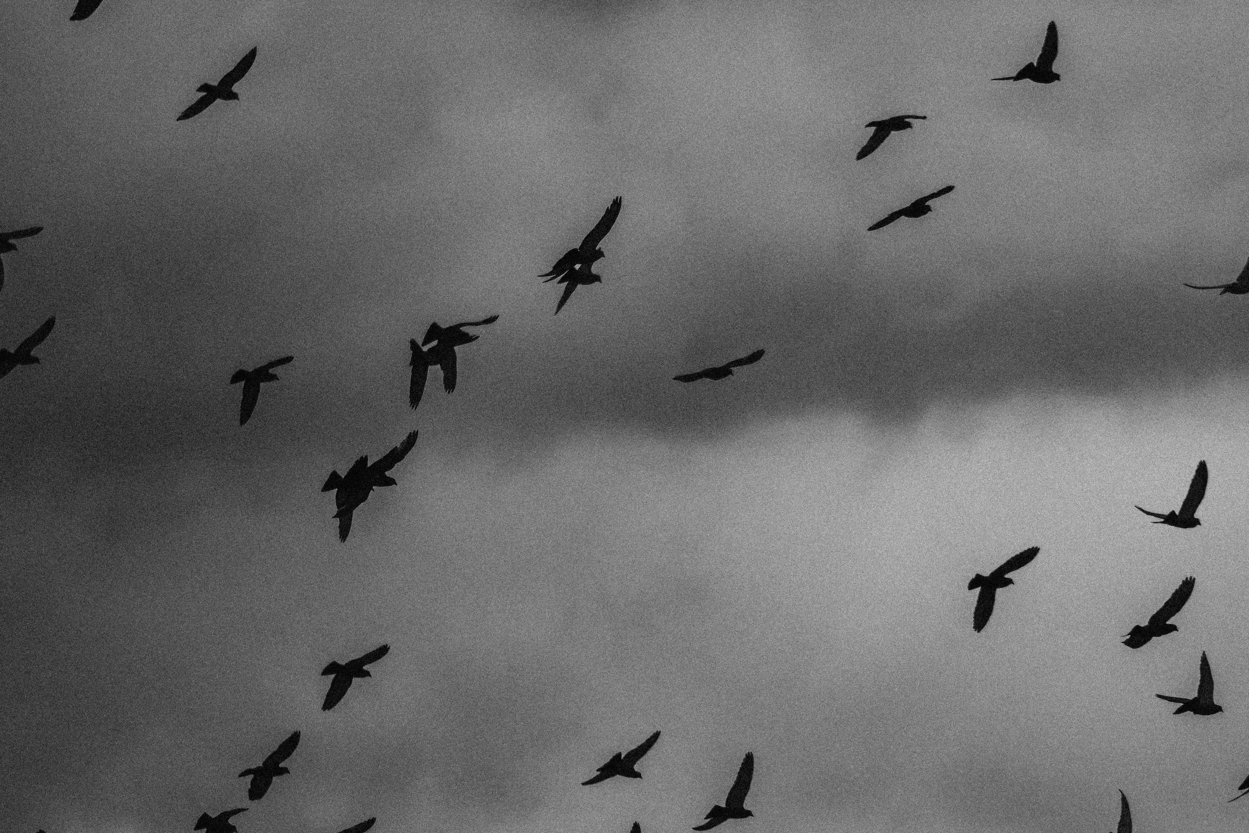 runningwithpigeons7-2.jpg