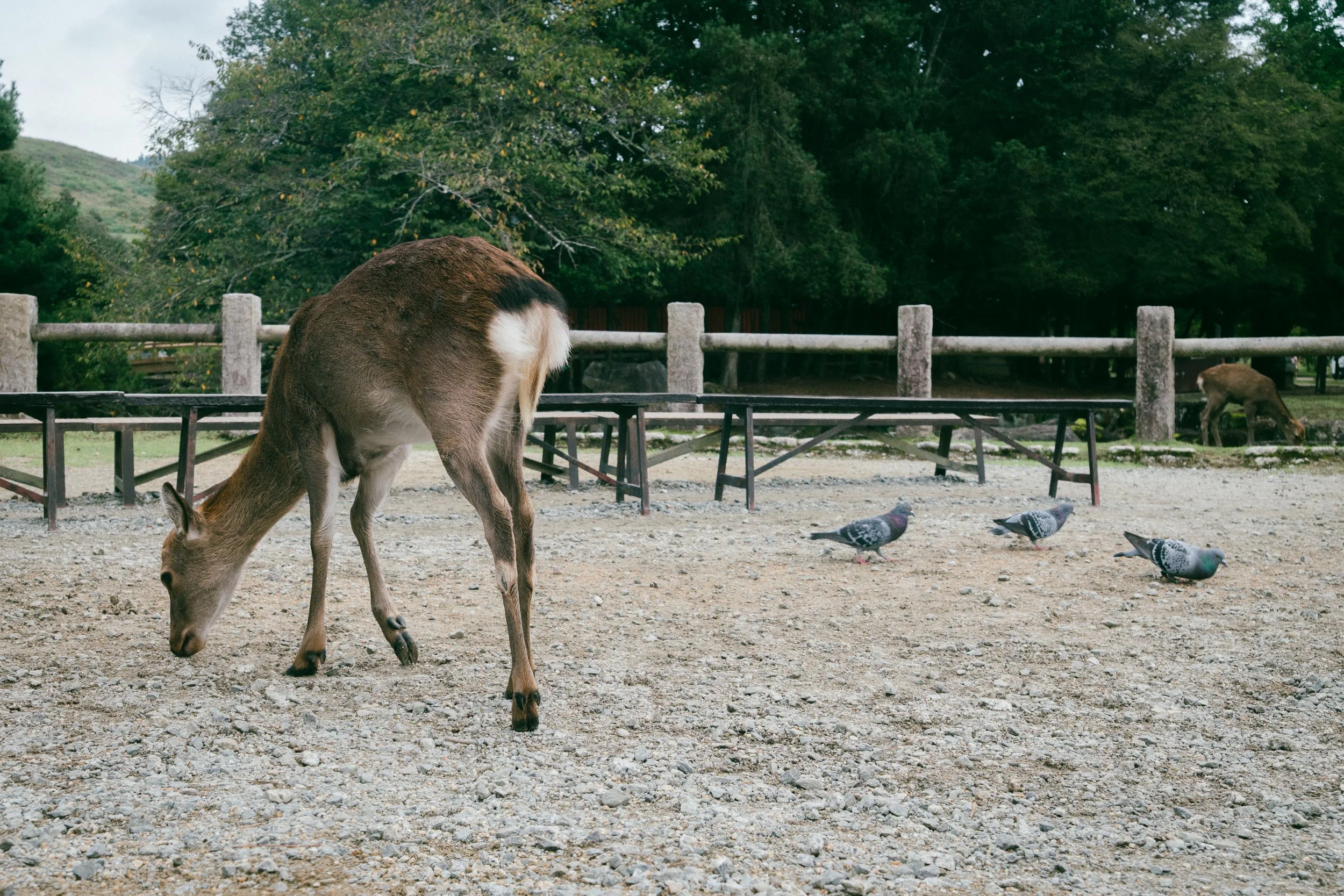 runningwithpigeons4-11.jpg