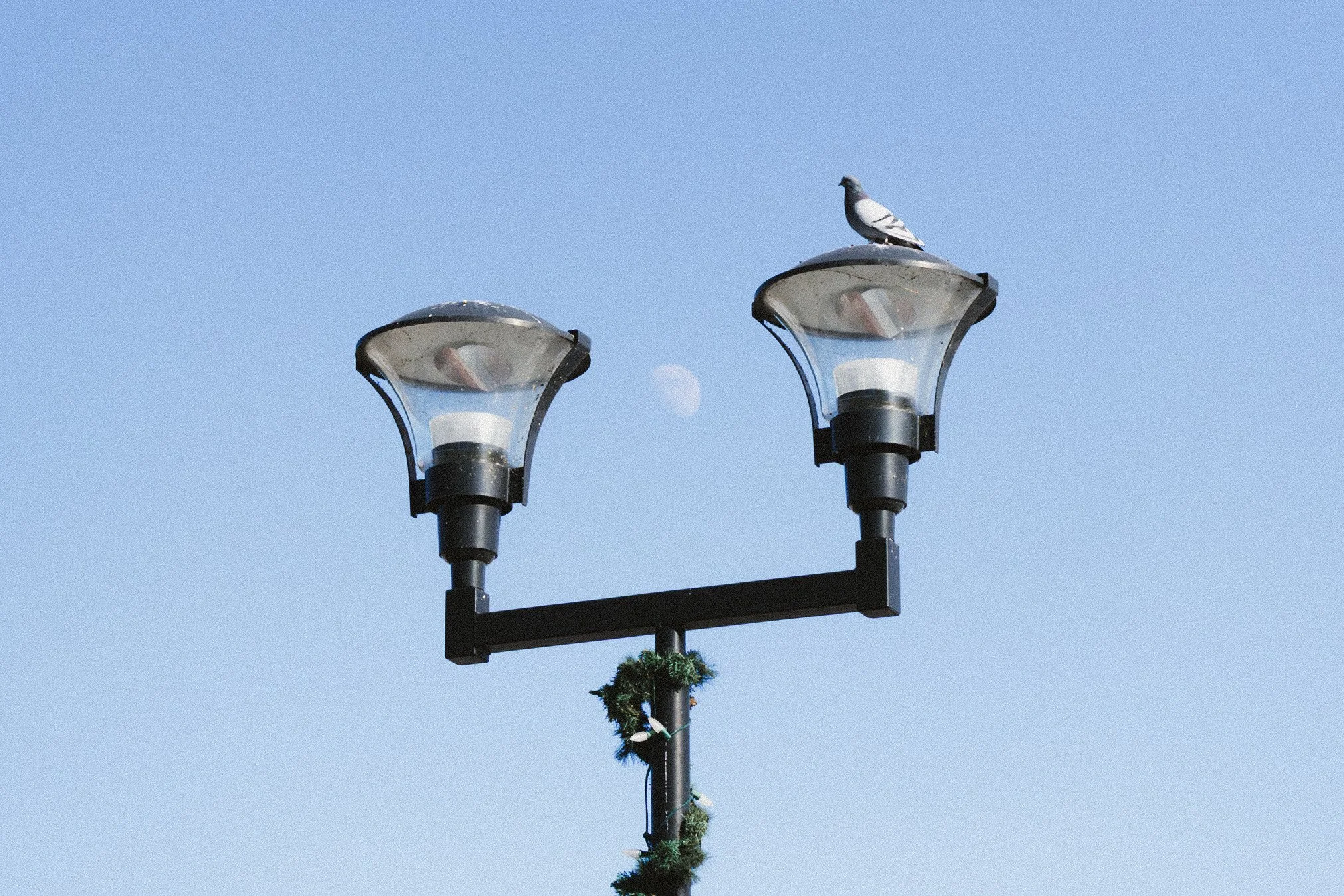 Runningwithpigeons2.jpg