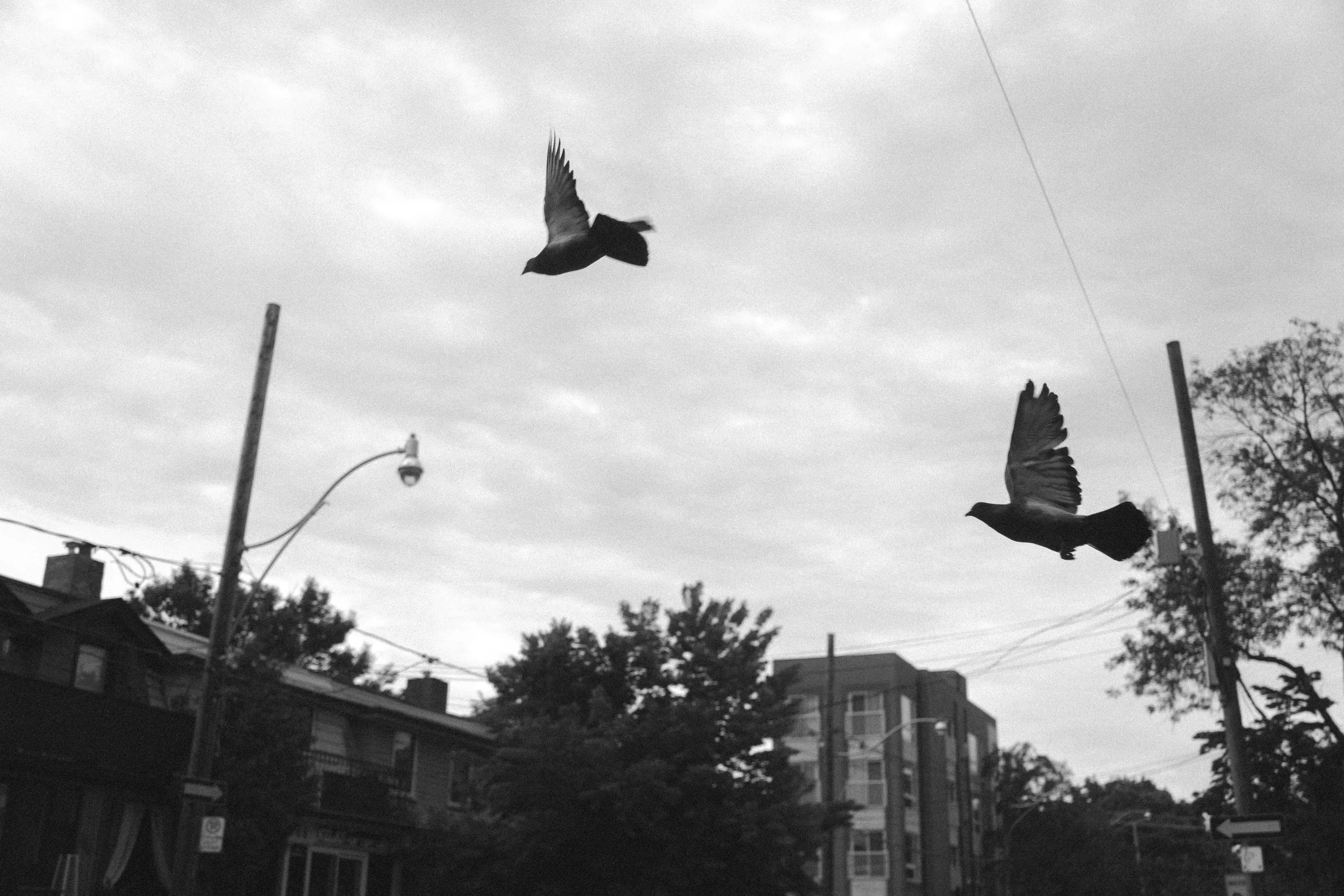runningwithpigeons4-8.jpg