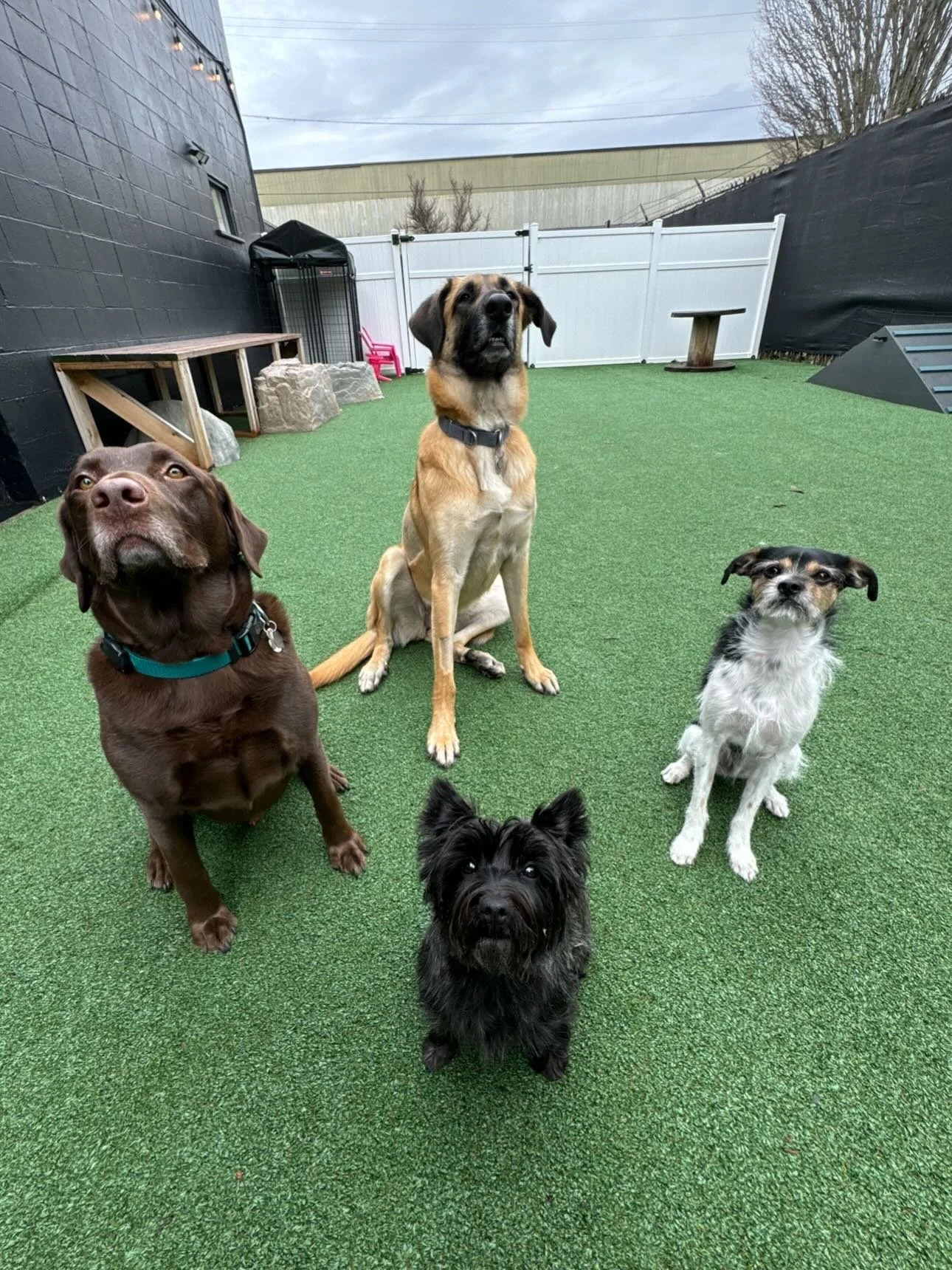 Superstar puppers 🌟🐾🐶 #mpkenton #motherpupper #pdx #enrichment