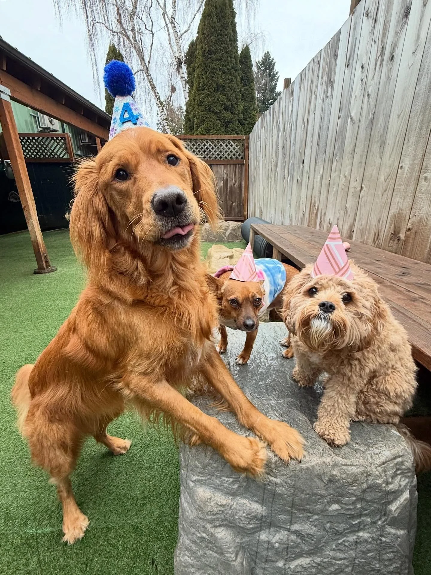 A big ole Happy 4th Birthday to Andre!! We&rsquo;re so happy to get to celebrate this silly goofy boy today and spoil him with all the treats and love! 🎂🥳❤️

#mpalberta #motherpupper #pdx #doggydaycare