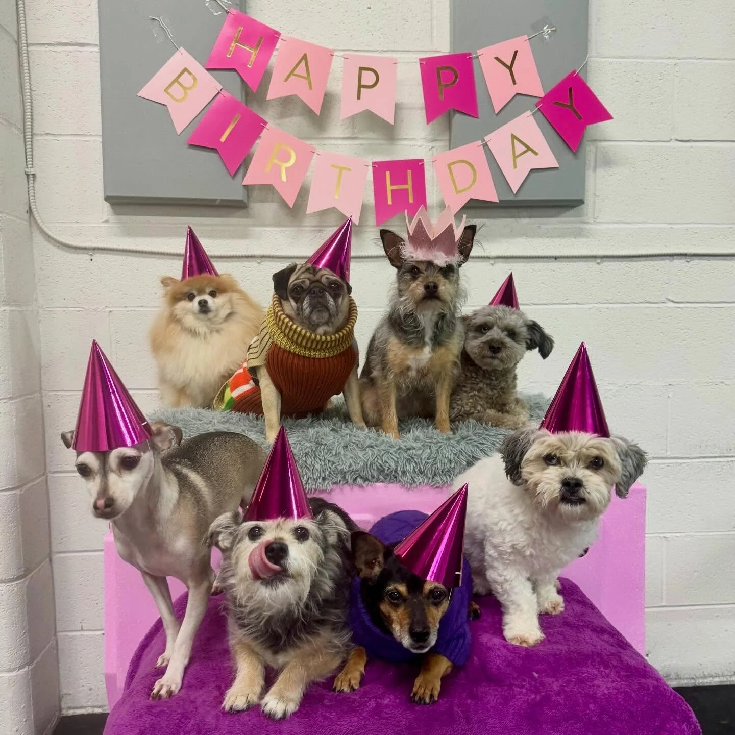 happy birthday to Momo! you may have turned six but you&rsquo;ll always be just a baby. we love you little worm girl!! ✨🪱💕