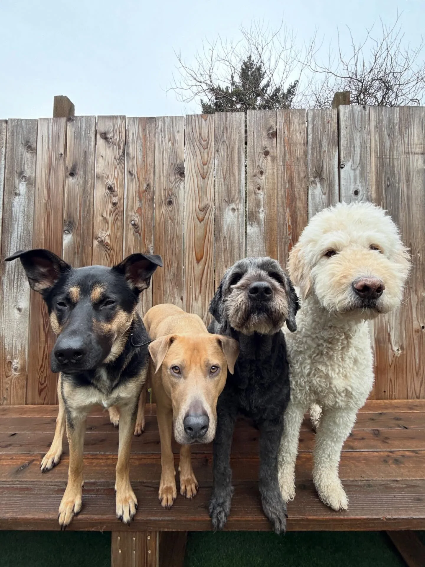 Rich in tail wags and puppy kisses ☺️💞

#mpalberta #motherpupper #pdx #doggydaycare