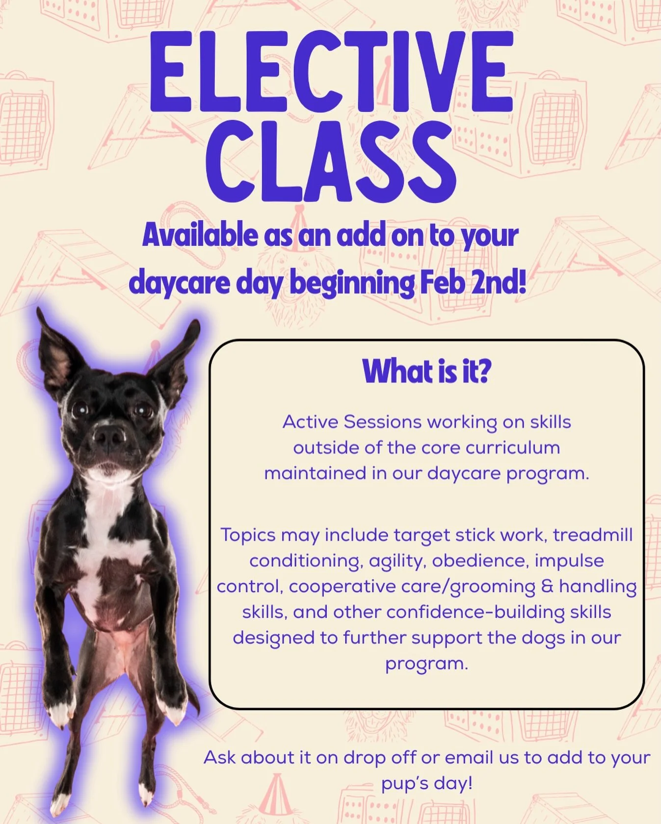 So enthused to be bringing some continued education into the daycare program ✨ Check out the Monthly Pupdate Newsletter for more info and let us know if your dog wants to join into Elective Class starting February 2nd!