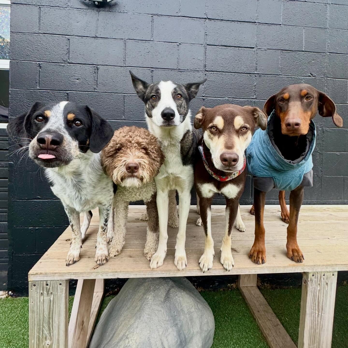 these dogs are living their best life 😎