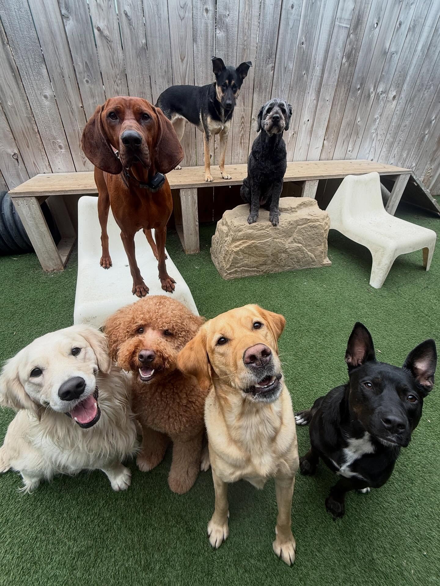 Our MP super stars 🤩⭐️✨🌠

#mpalberta #motherpupper #pdx #doggydaycare