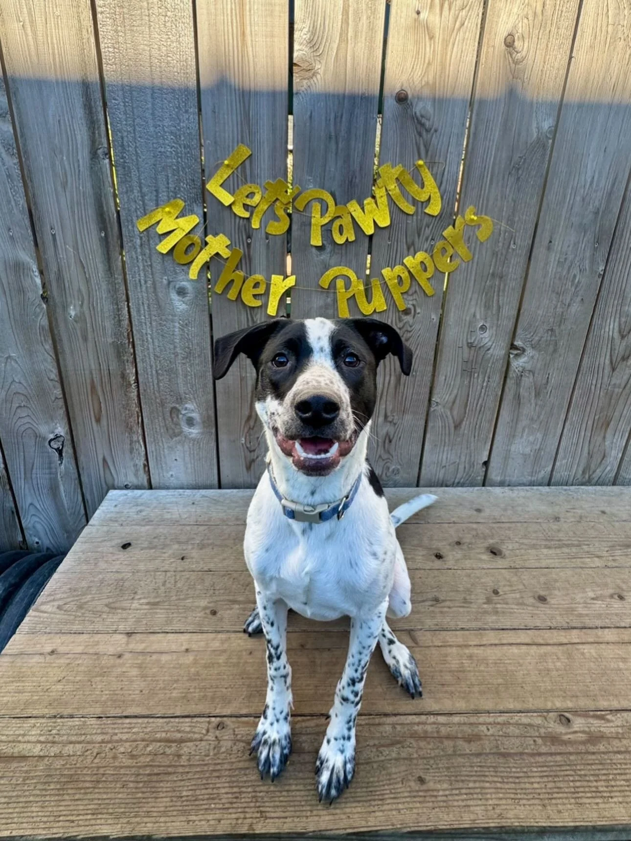 Jack is all grown up and has graduated from puppy social! 🐾🌟🎓 #mpalberta #motherpupper #pdx #enrichment #puppysocial