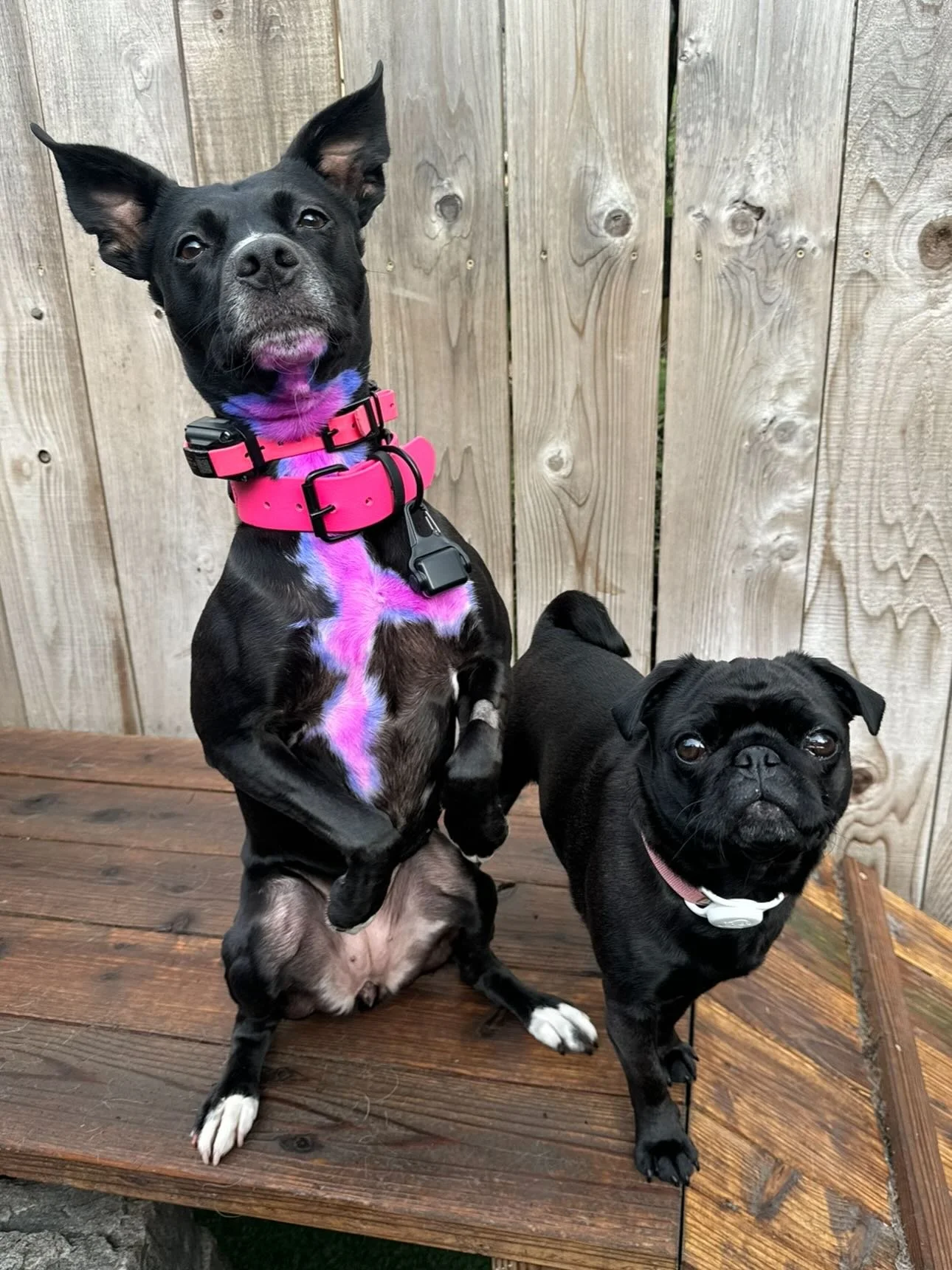 Cutie patootie alert 🚨🥰🐾 #mpalberta #motherpupper #pdx #enrichment