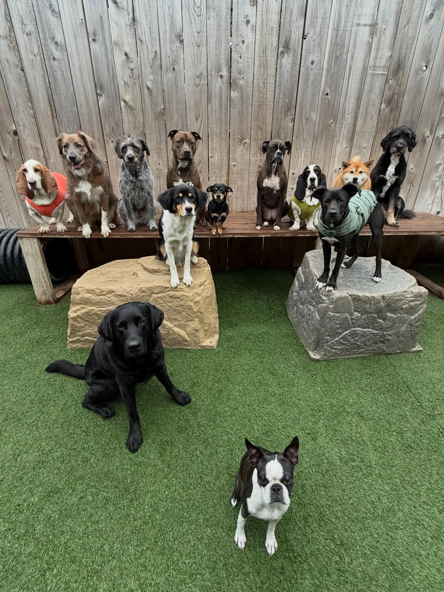 Monday blues don&rsquo;t stand a chance around here 🐾💙

#mpalberta #motherpupper #pdx #doggydaycare