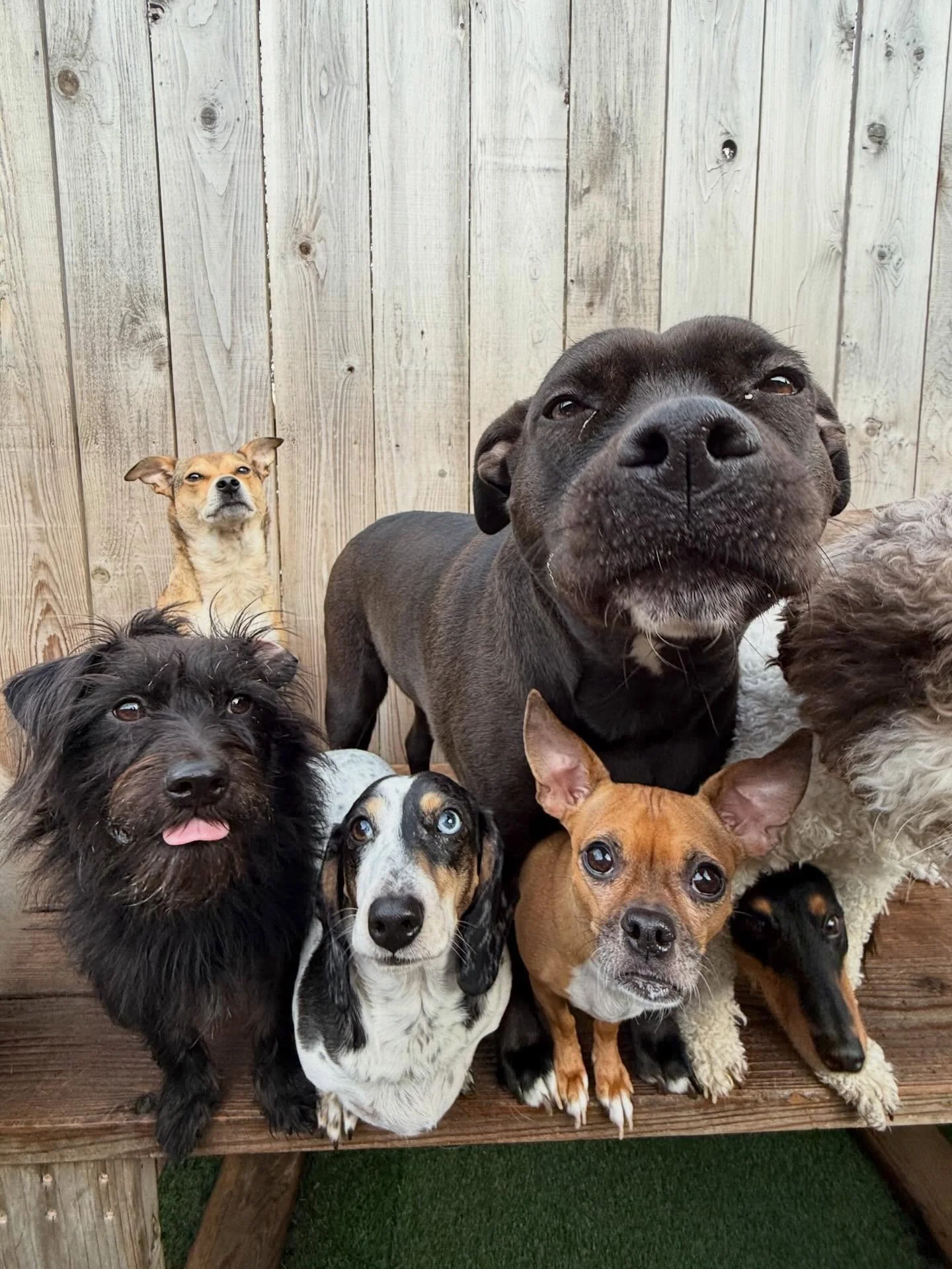The cutest little faces you ever did see ☺️💞

#mpalberta #motherpupper #pdx #doggydaycare