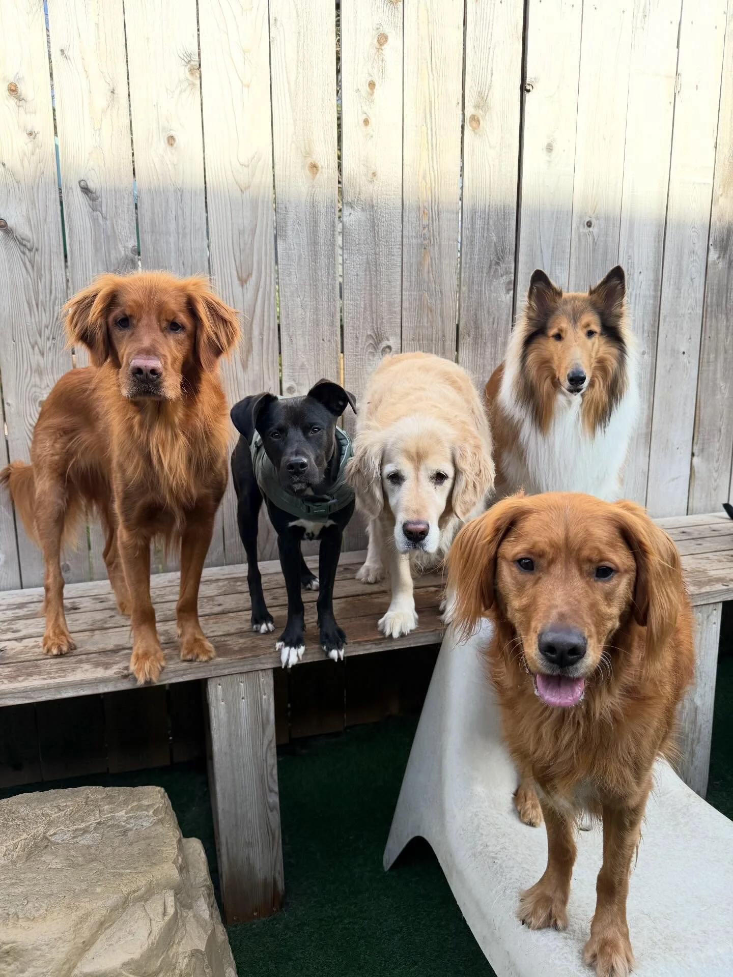 Soakin up the puppy love ☀️🐶

#mpalberta #motherpupper @pdx #doggydaycare