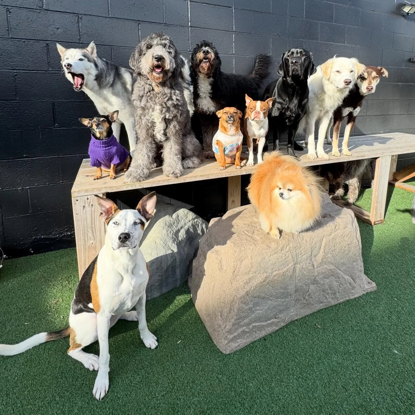 a gorgeous day with gorgeous dogs, what could be better? 🌞🐶