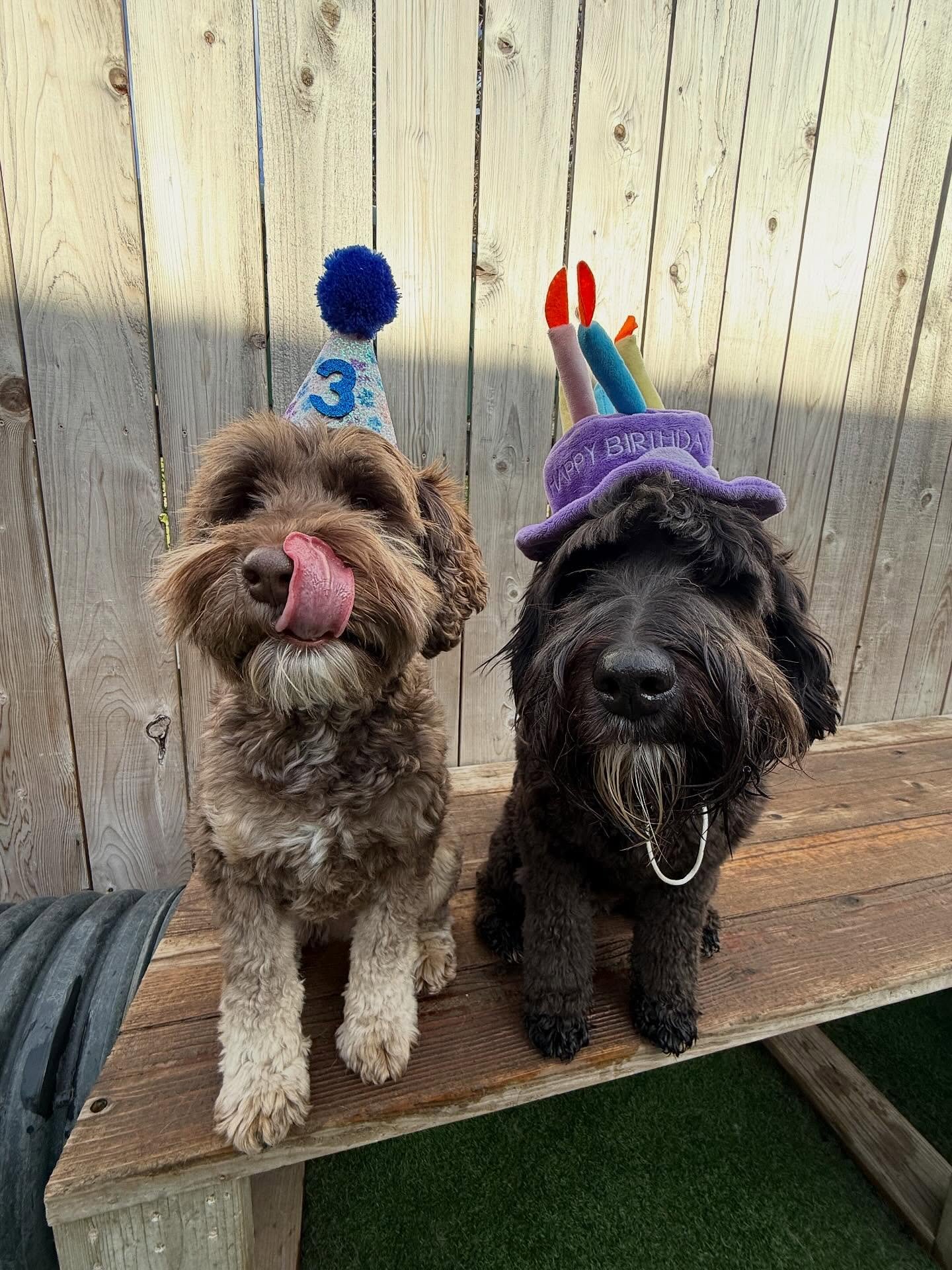 A happy double birthday to the two sweetest girls, Katsu and Phoebe!! These girls were born to paw-ty, we hope your day is filled with all the cake and cuddles!! 🎂💖

#mpalberta #motherpupper #pdx #doggydaycare
