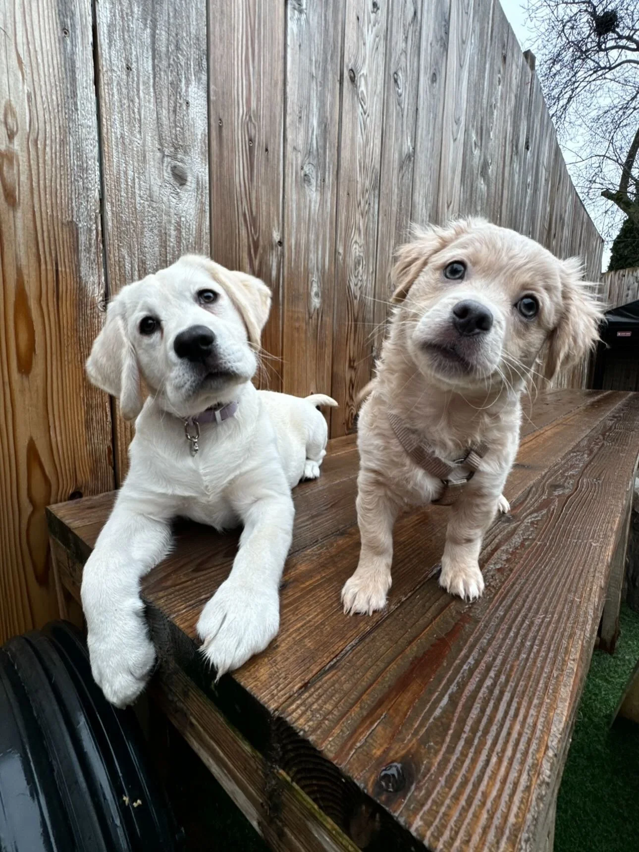 Mother Pupper always hosting the cutest pups in town 💅🐶🌟 #mpalberta #motherpupper #pdx #enrichment #puppysocial