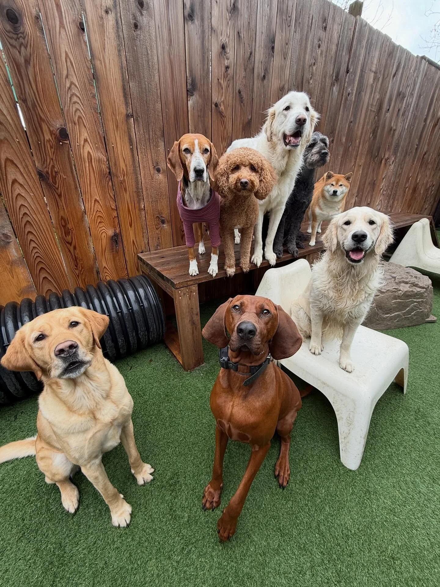 Starting the week off strong (and cute, duh) 💪💁&zwj;♀️💖

#mpalberta #motherpupper #pdx #doggydaycare