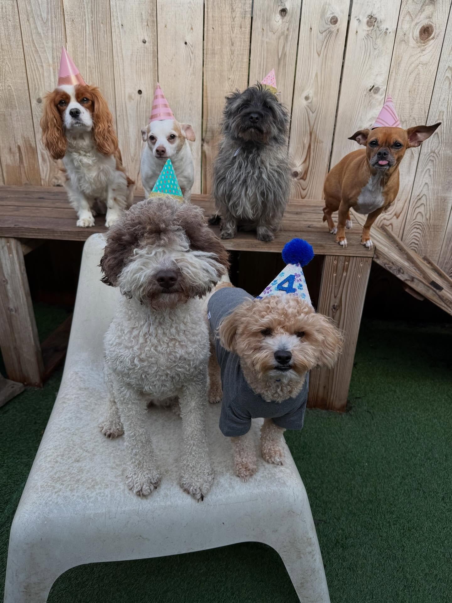 Happiest of Birthdays to our Captain Crunch!! We sure love you little guy, we hope 4 years is filled with all the snuggles your heart desires 🥰💖🎂🫶🎉

#mpalberta #pdx #doggydaycare