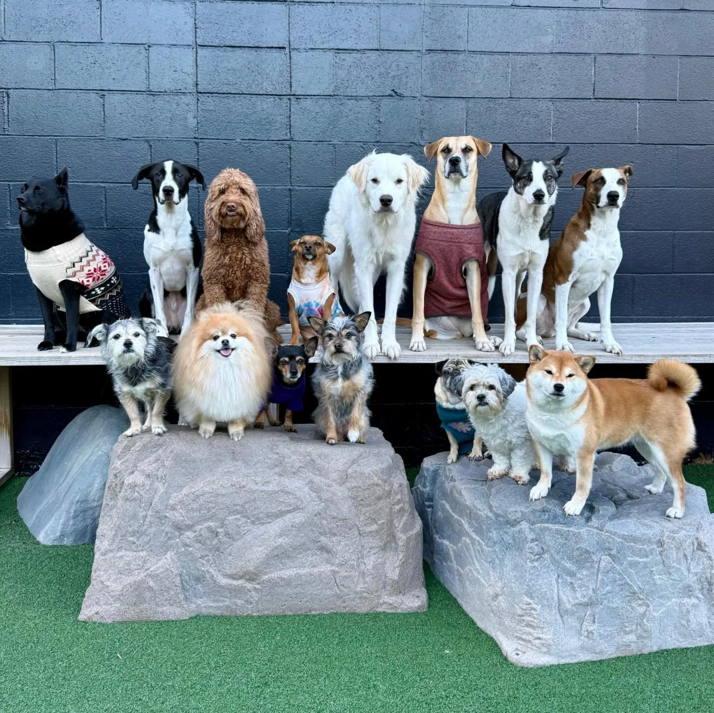 a whole lotta cuteness going on around here!

#motherpupper #mpkenton #moktuesdaycrew #doggydaycare #dogsofinstagram
