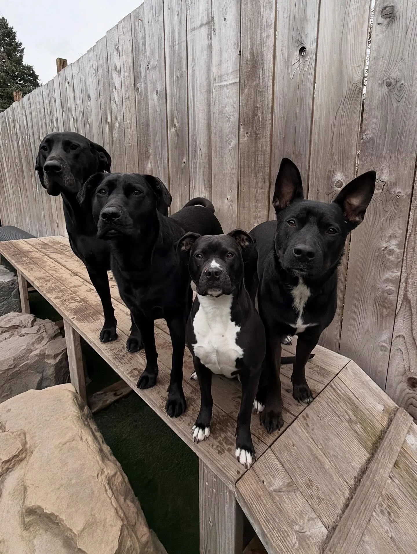 Look at these perfect black beauties 🐾🖤
