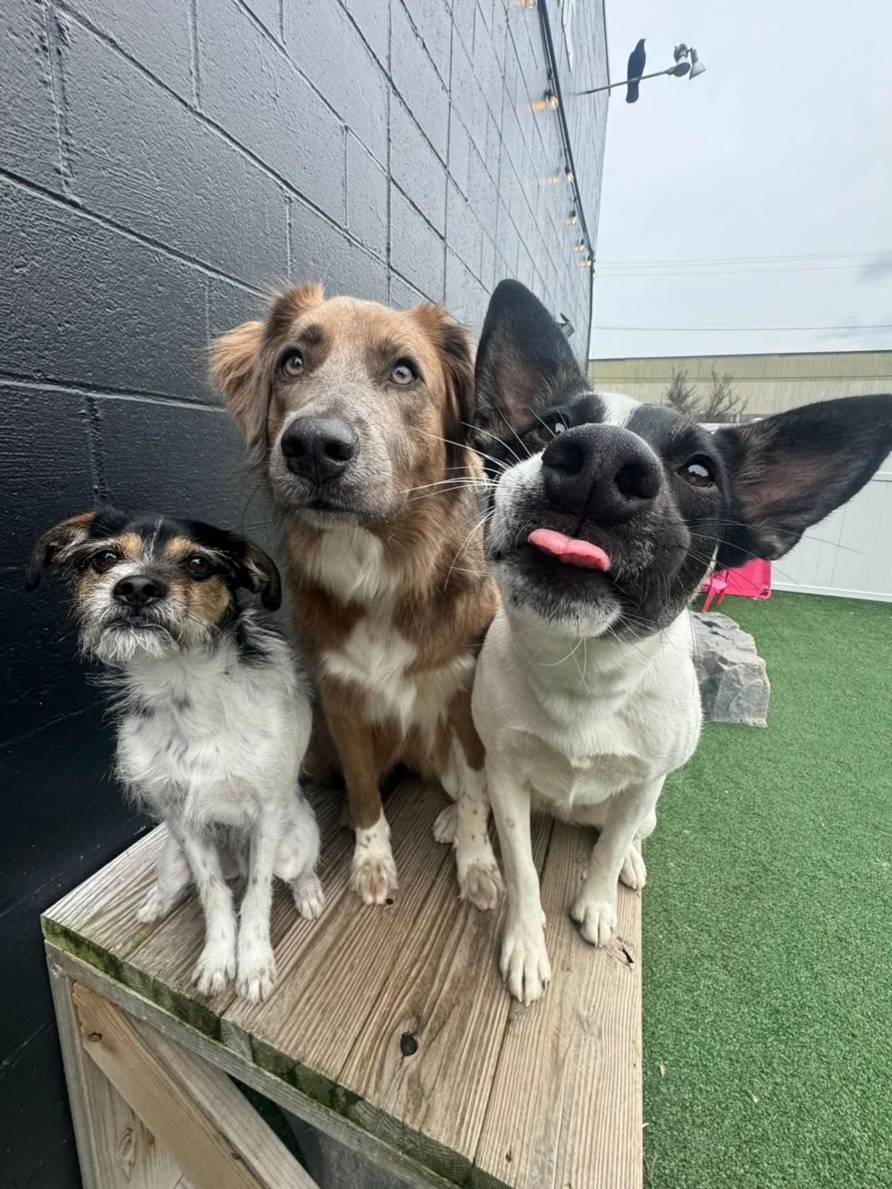 Enrichment Group pups always dazzling us with their big brains and stunning looks 💅🌟🐶 #mkenton #motherpupper #pdx #enrichment