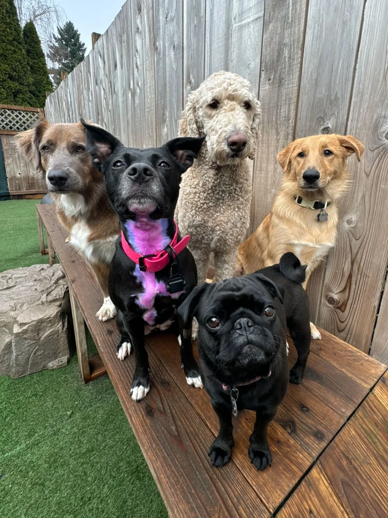 Brains and beauty over here 💖🐶🌟 #mpalberta #motherpupper #pdx #enrichment