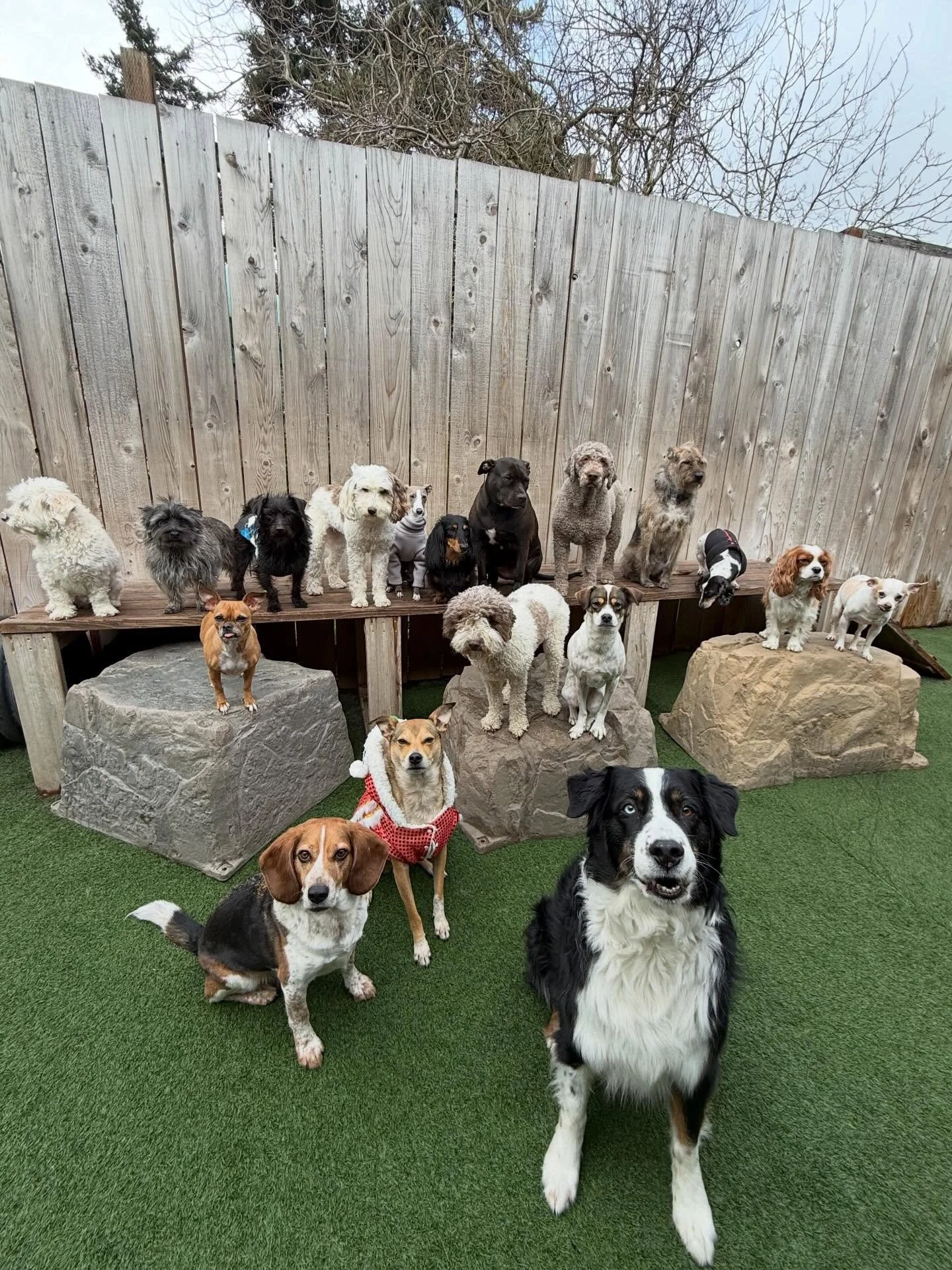 Good fortune and good dogs this lunar new year 🧧❤️

#mpalberta #motherpupper #pdx #doggydaycare