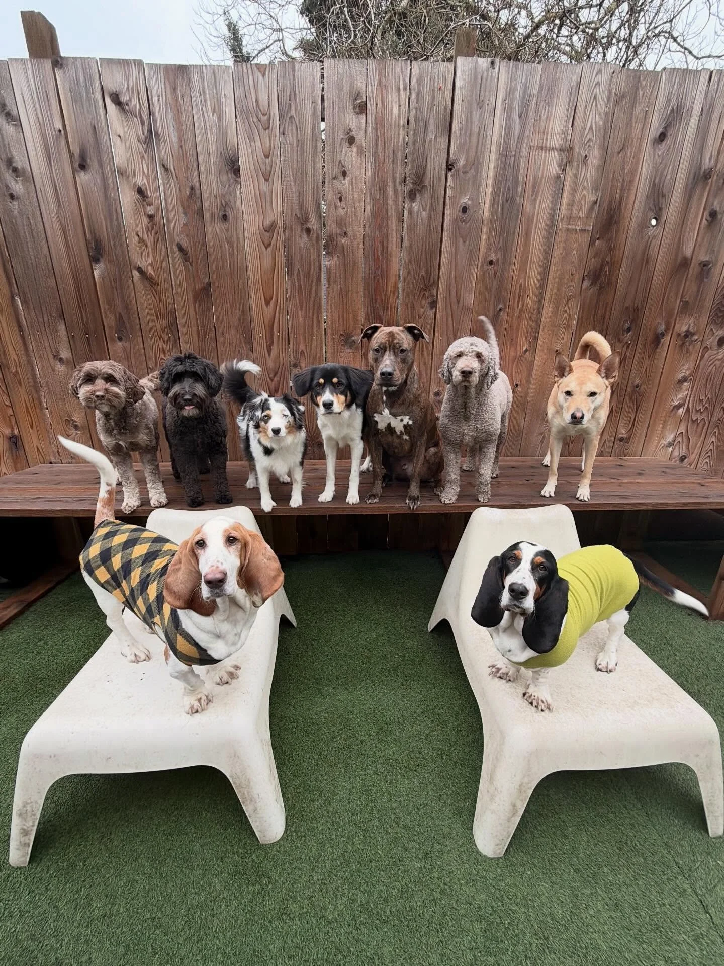 Today&rsquo;s forecast shows 100% chance of the cutest pups around💗🐶🐾

#mpalberta #motherpupper #doggydaycare