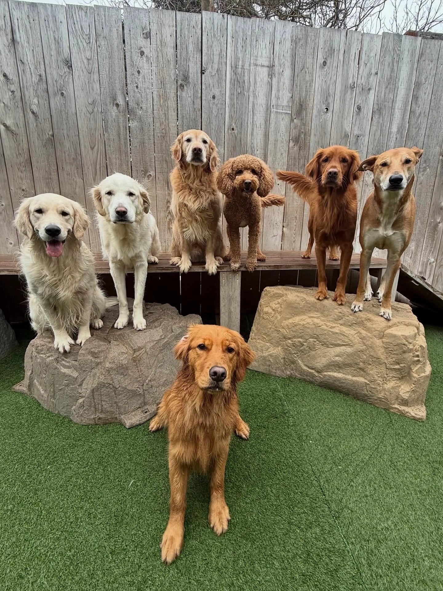 The puppy love is keeping us warm this chilly Wednesday ☃️💙

#mpalberta #motherpupper #pdx #doggydaycare