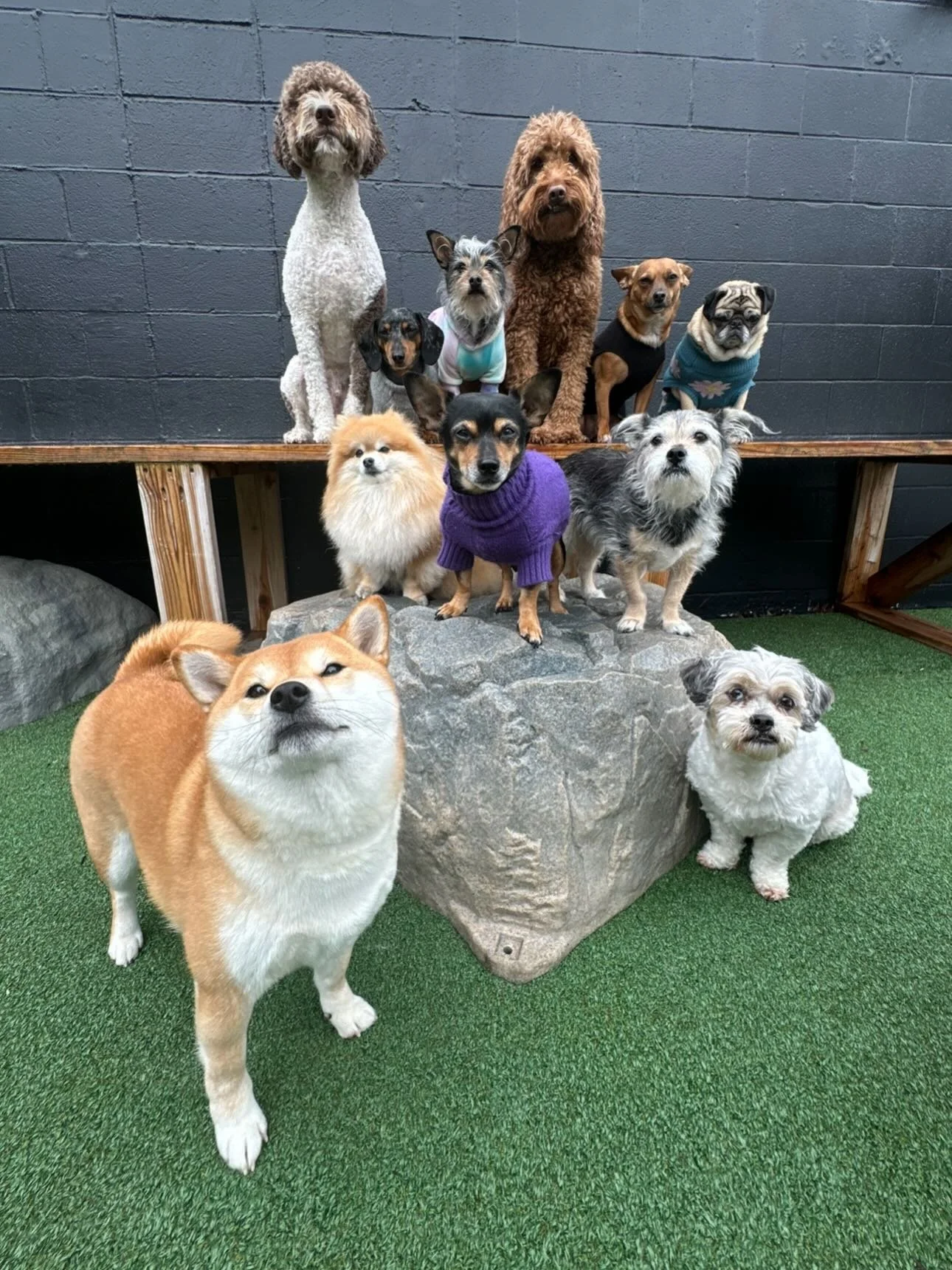 You will never catch these pups not looking absolutely STUNNING 💅💖🐶🌟 #mkenton #motherpupper #pdx #doggydaycare