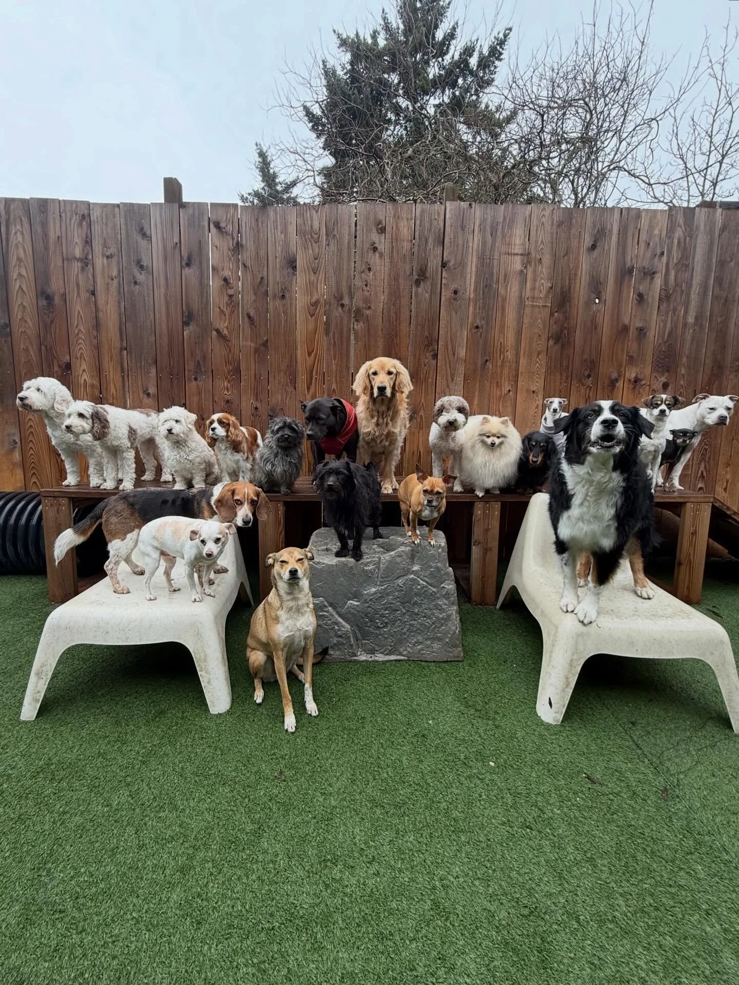 This is what dreams are made of 😍🐶💖

#mpalberta #motherpupper #pdx