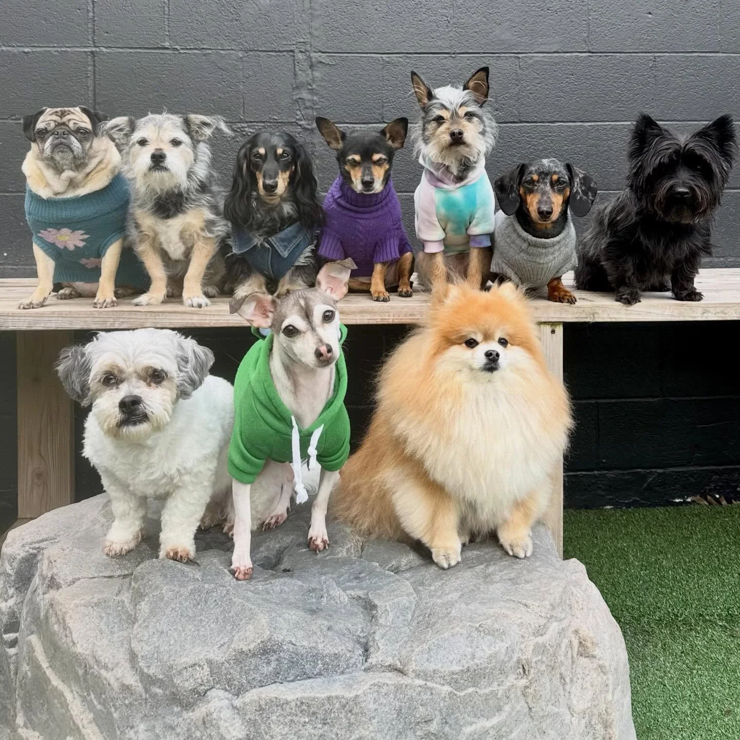 what a lovely day full of lovely little puppers ✨💕