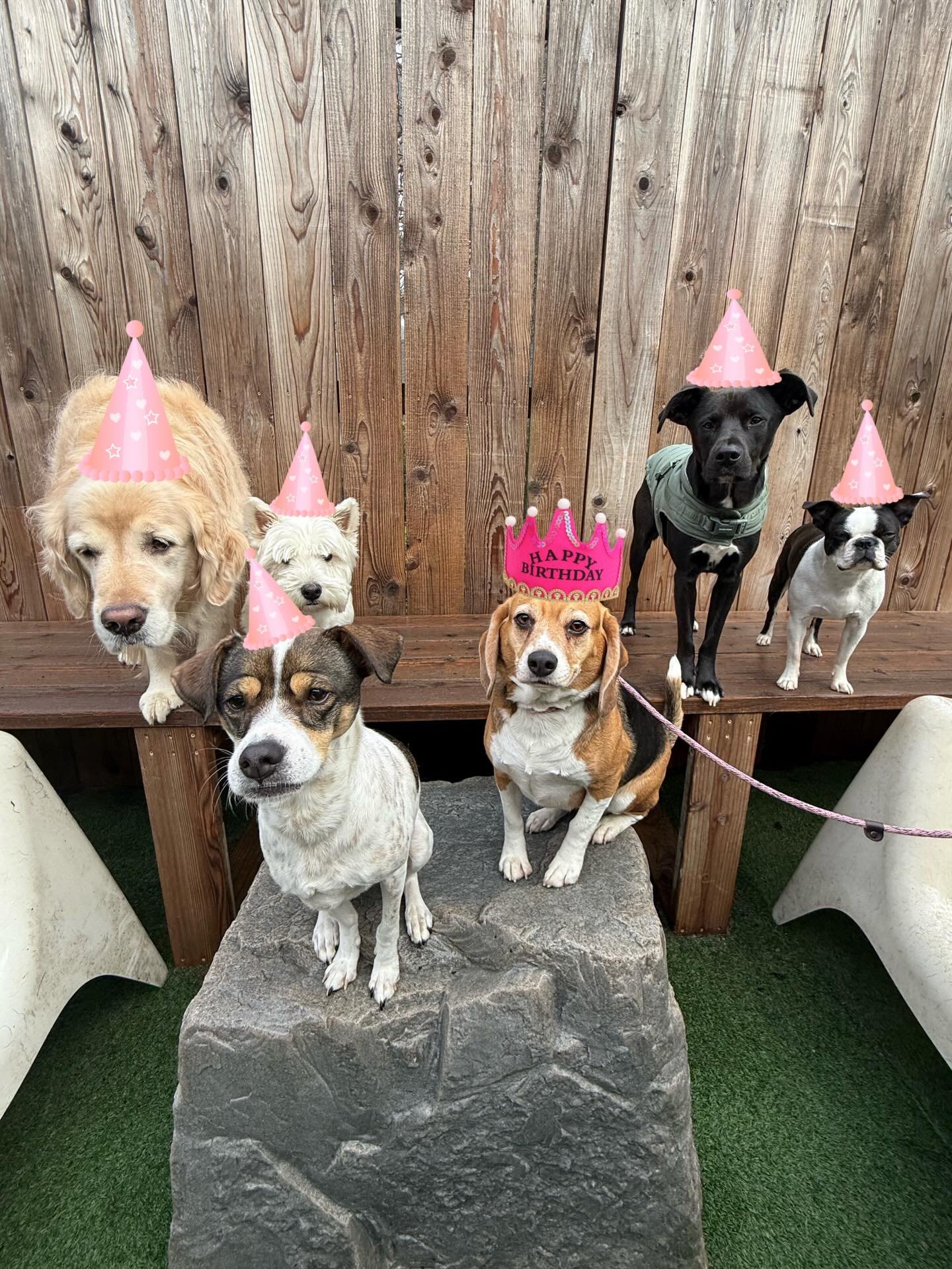 Happy 4th Birthday to our blooming beauty Tulip!! We hope you have the best barkday ever!!! 💞🌷🌸🎂💖