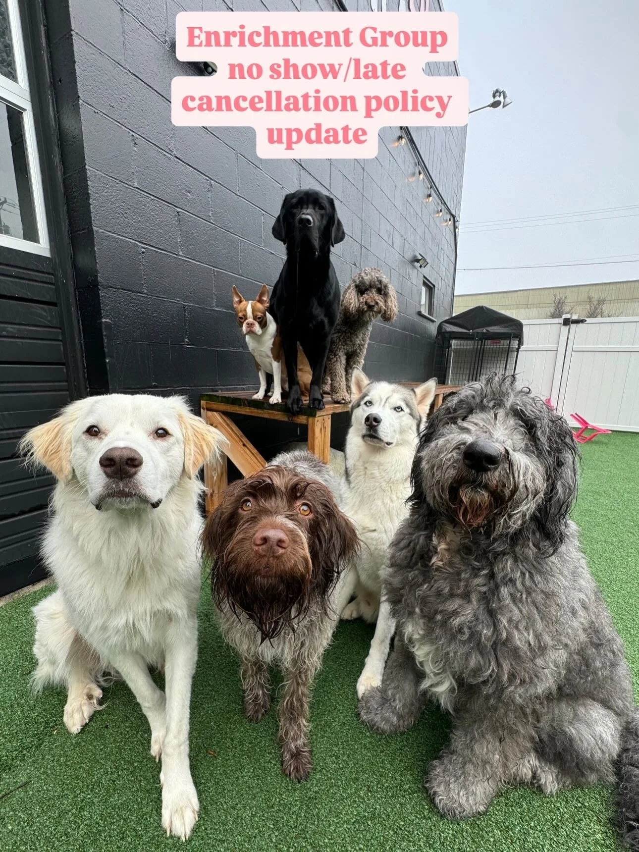 Kenton pups helping us with a policy update! As you may know, the program has grown a lot over the past few months and is now regularly booked out about five weeks in advance! We&rsquo;re incredibly grateful for that, but it also means every reserved