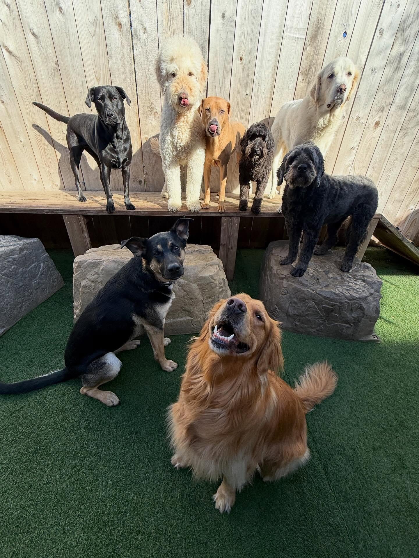 Pups are getting some much needed sun bathing time today!! 🌞🌼🐶

#mpalberta #motherpupper #pdx