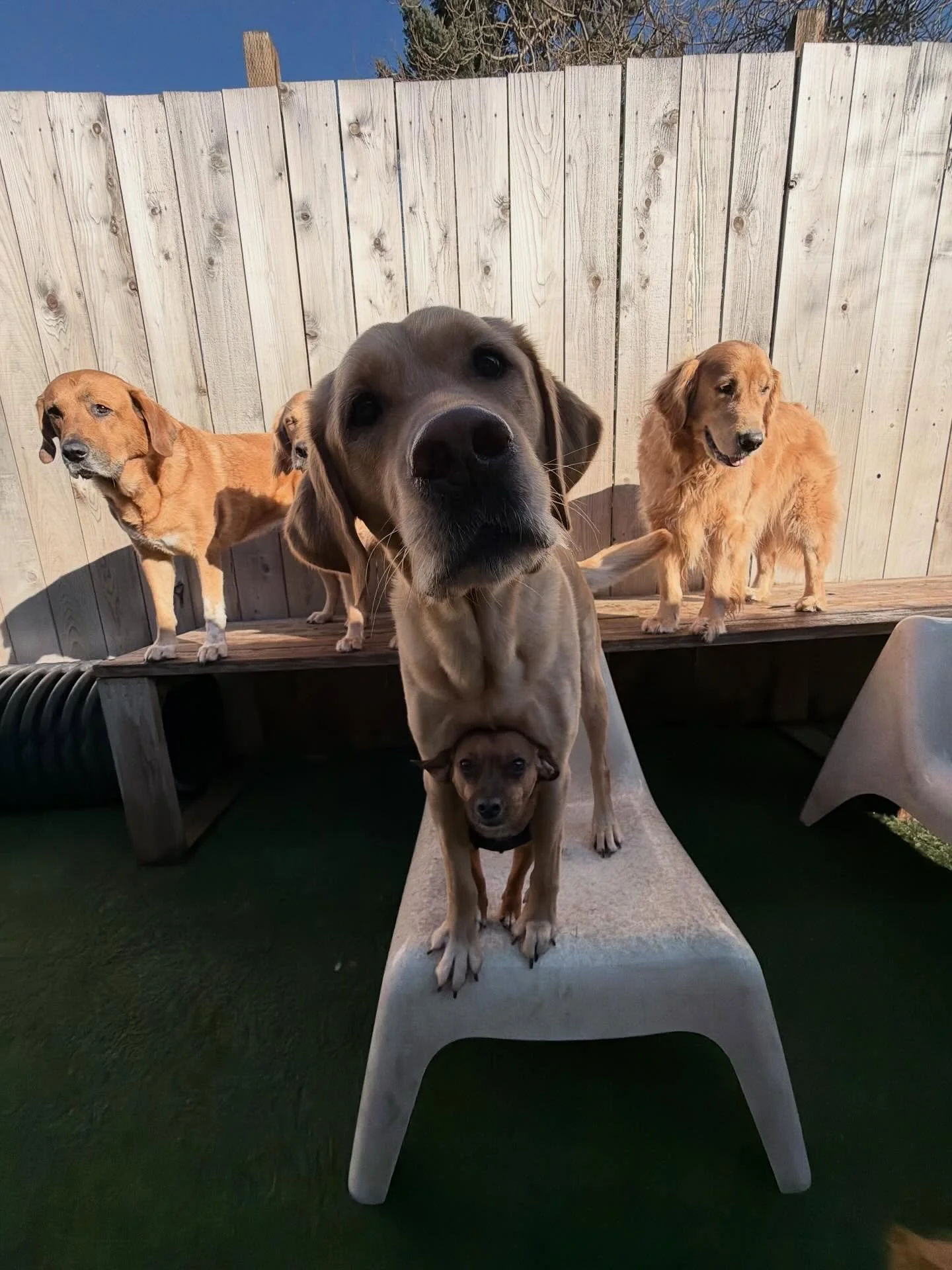 All paws on deck for a fun-filled Friday at MP🎉🐾

#mpalberta #motherpupper #doggydaycare