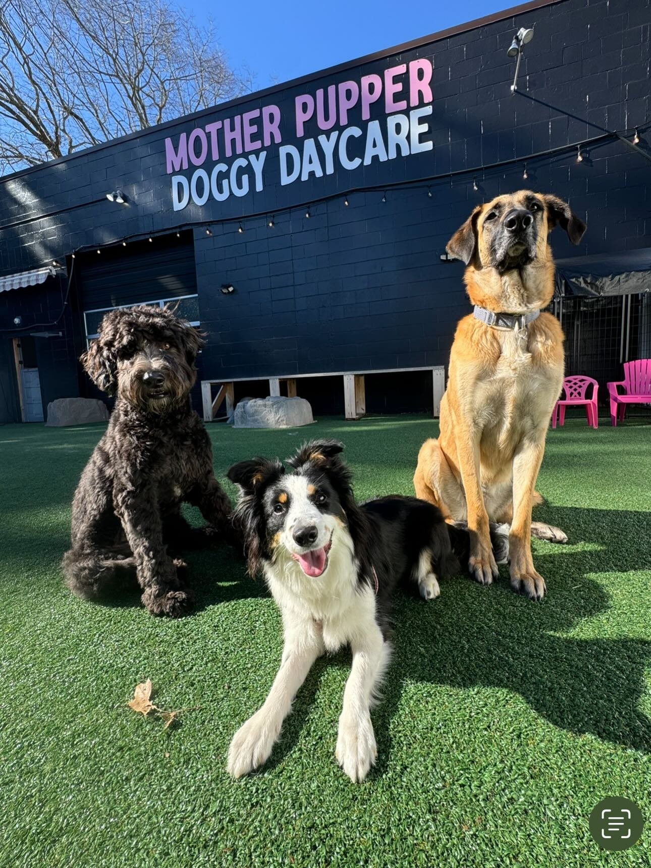 TGIF because that means Enrichment Group here at Mother Pupper Kenton! 🐶🌟💖🐾 #mpkenton #motherpupper #pdx #enrichment