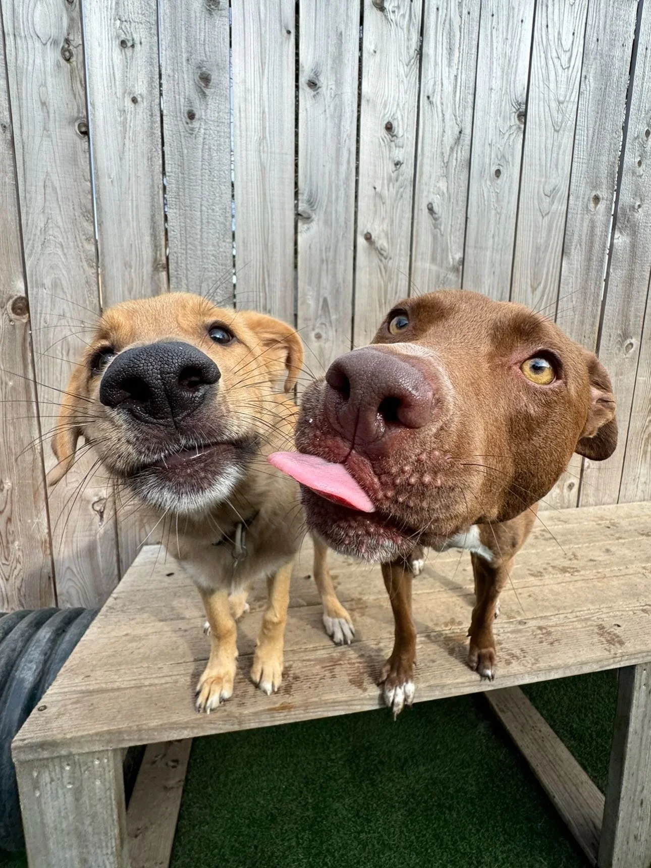 Makin&rsquo; friends and exercising those brain muscles over here 💪🐾🧠🌟 #mpalberta #motherpupper #enrichment #pdx