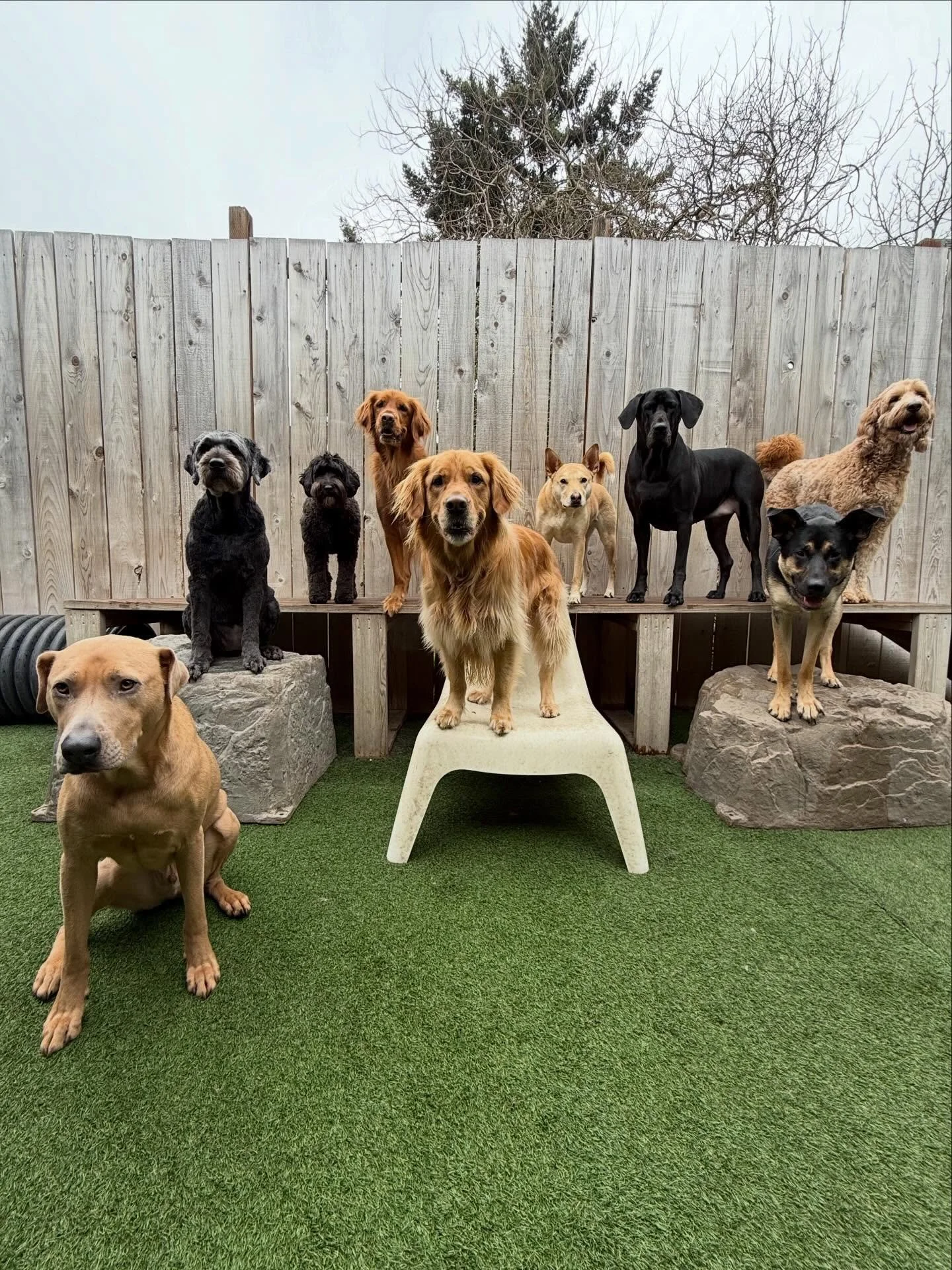 So much love for these pups 💖💞💓💗

#mpalberta #motherpupper #pdx #doggydaycare