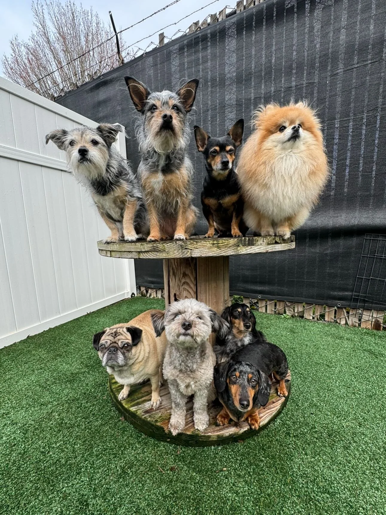 Thriving over here this Thursday at Mother Pupper Kenton 💅🌟💖 #mpkenton #motherpupper #pdx #doggydaycare