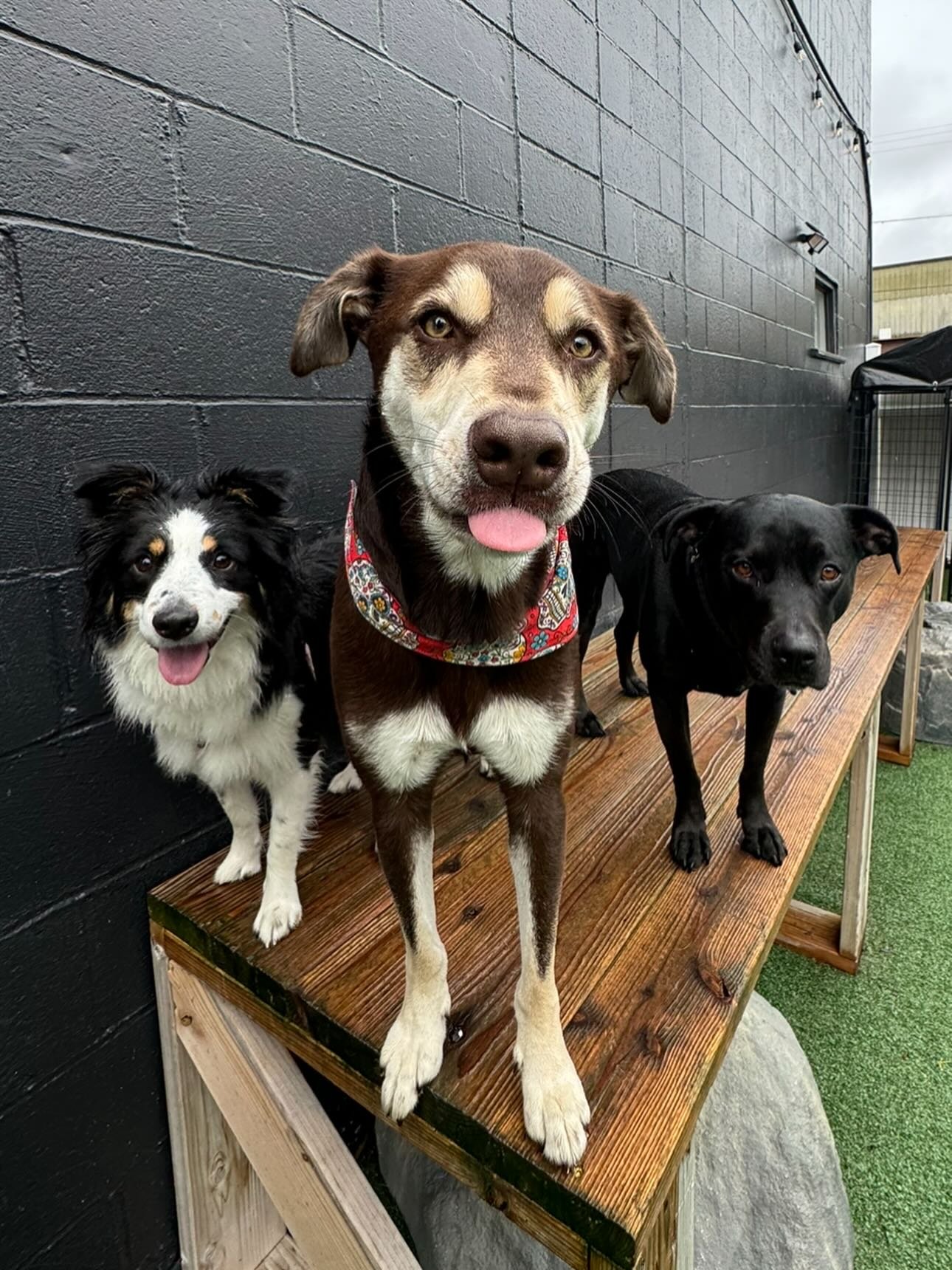 It&rsquo;s Friday and I&rsquo;m in love with these pups! 🥰🌟💖🐾 #mpkenton #motherpupper #pdx #enrichment