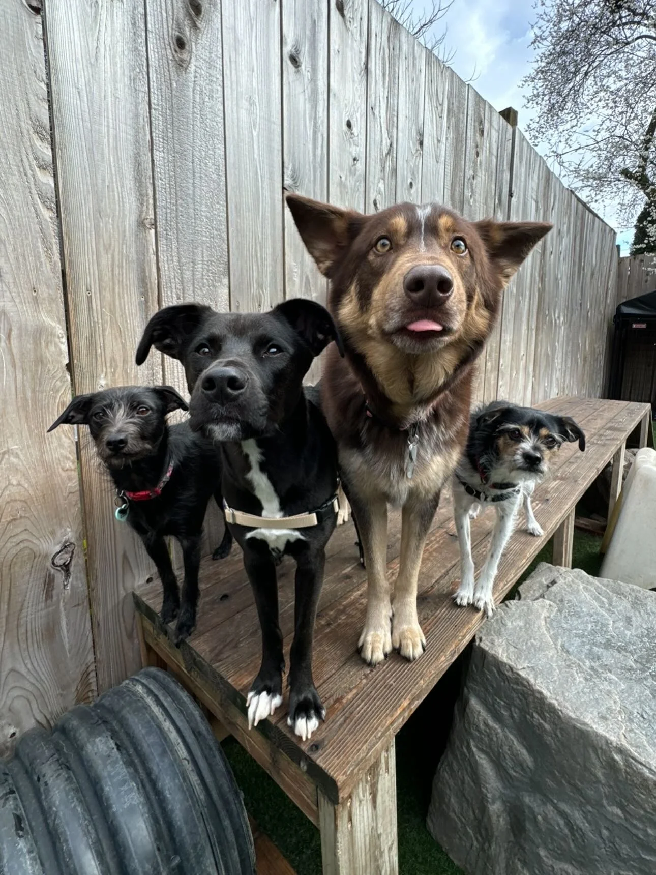Saturday crew looking fabulous 💅 #mpalberta #motherpupper #enrichment #puppysocial